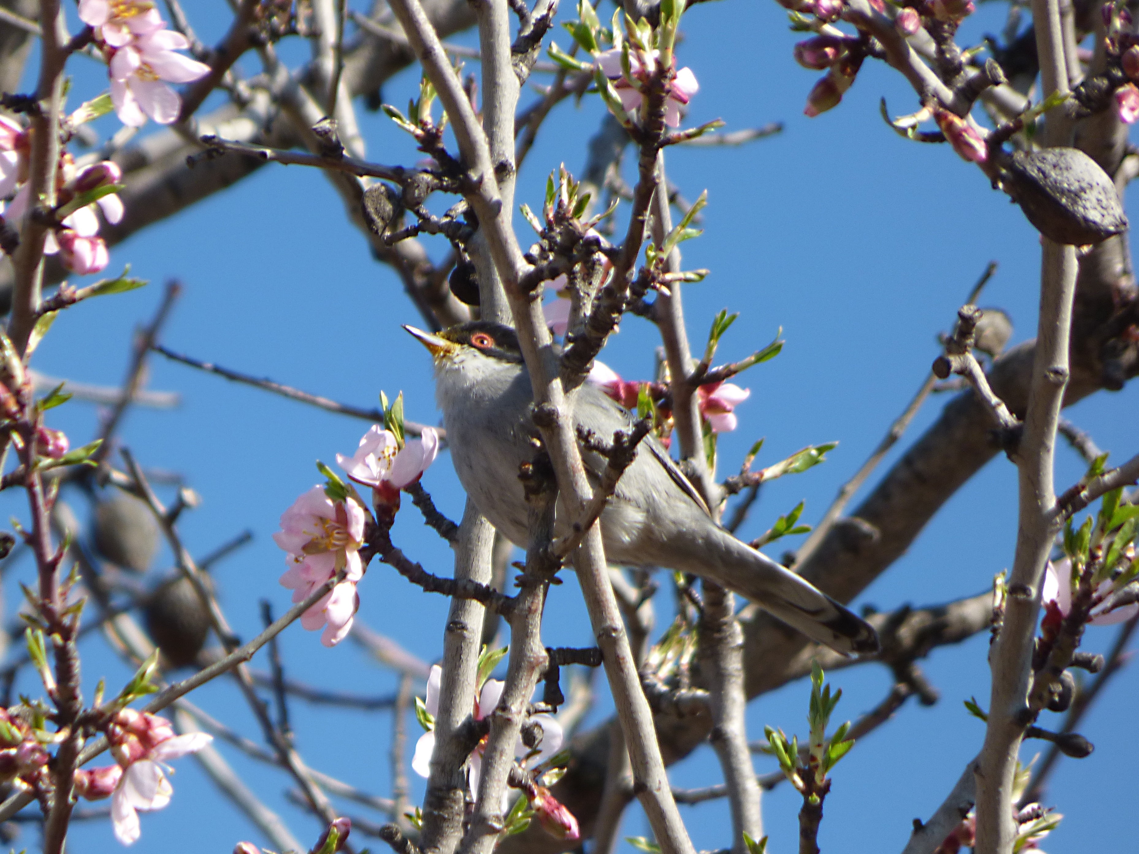 cherry blossom, blossom, almond tree, flowering plant, outdoors, sky, flowering branches, nature, no people, branch, 2K, flower head, spring, fragility, HD Wallpaper