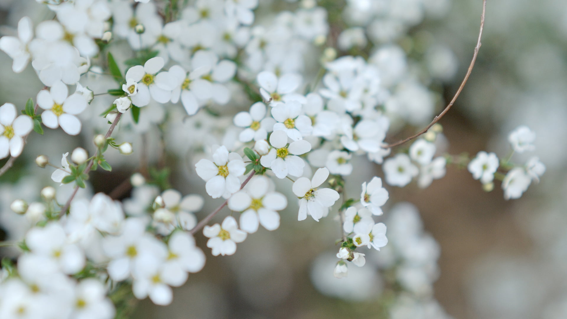 blooming, leaves, herb, color, 1080P, fresh, camomile, white color, vulnerability, outdoors, leaf, springtime, yellow, almond, field, natural, meadow, HD Wallpaper