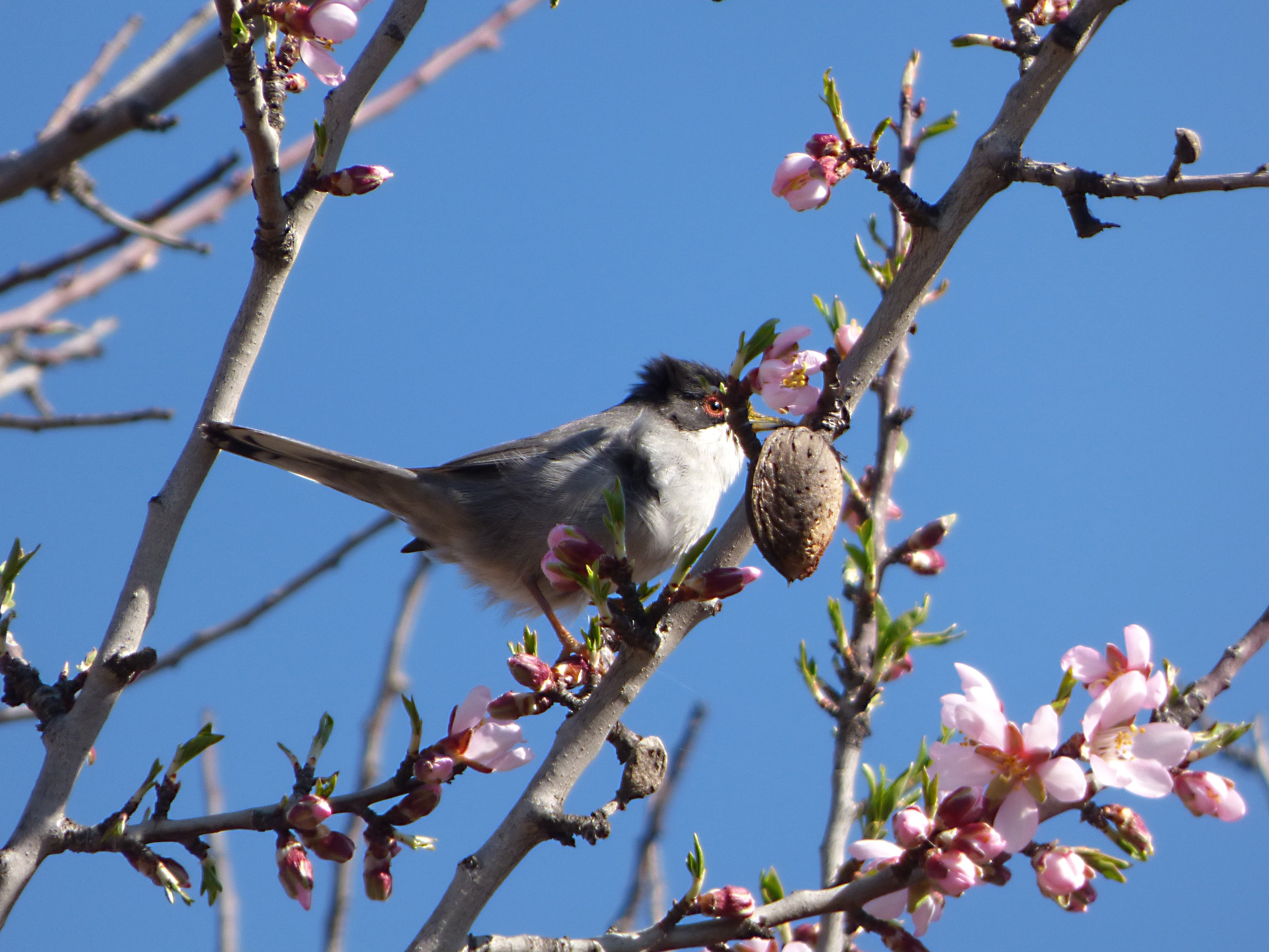 tallarol capnegre, branch, animals in the wild, cherry tree, springtime, almond tree, one animal, 2K, flower, day, animal wildlife, clear sky, flowering branches, HD Wallpaper