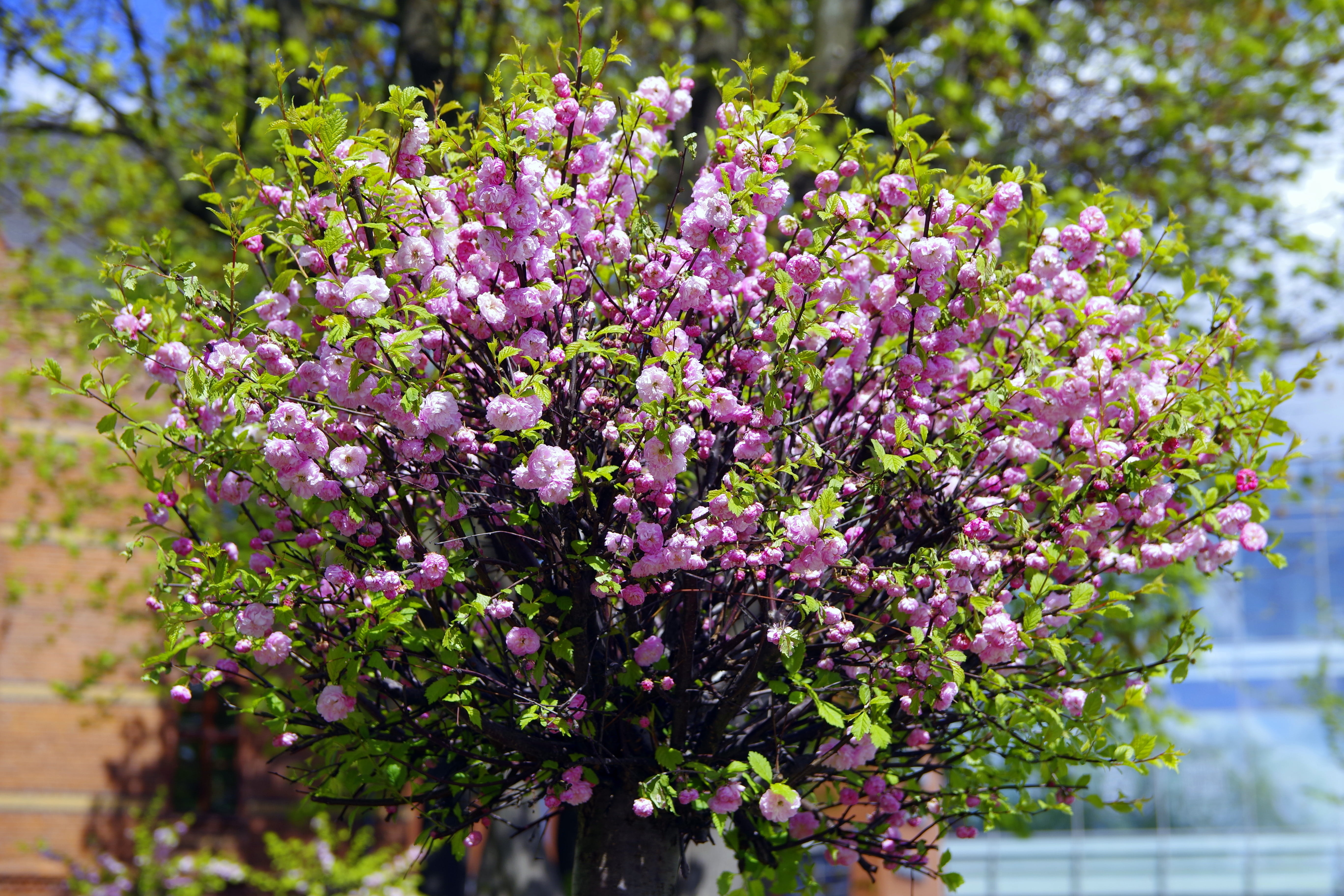 blossom, freshness, pink, pink flower, 5K, flower head, lilac, beauty in nature, plant, selective focus, outdoors, growth, flowering plant, the delicacy, HD Wallpaper