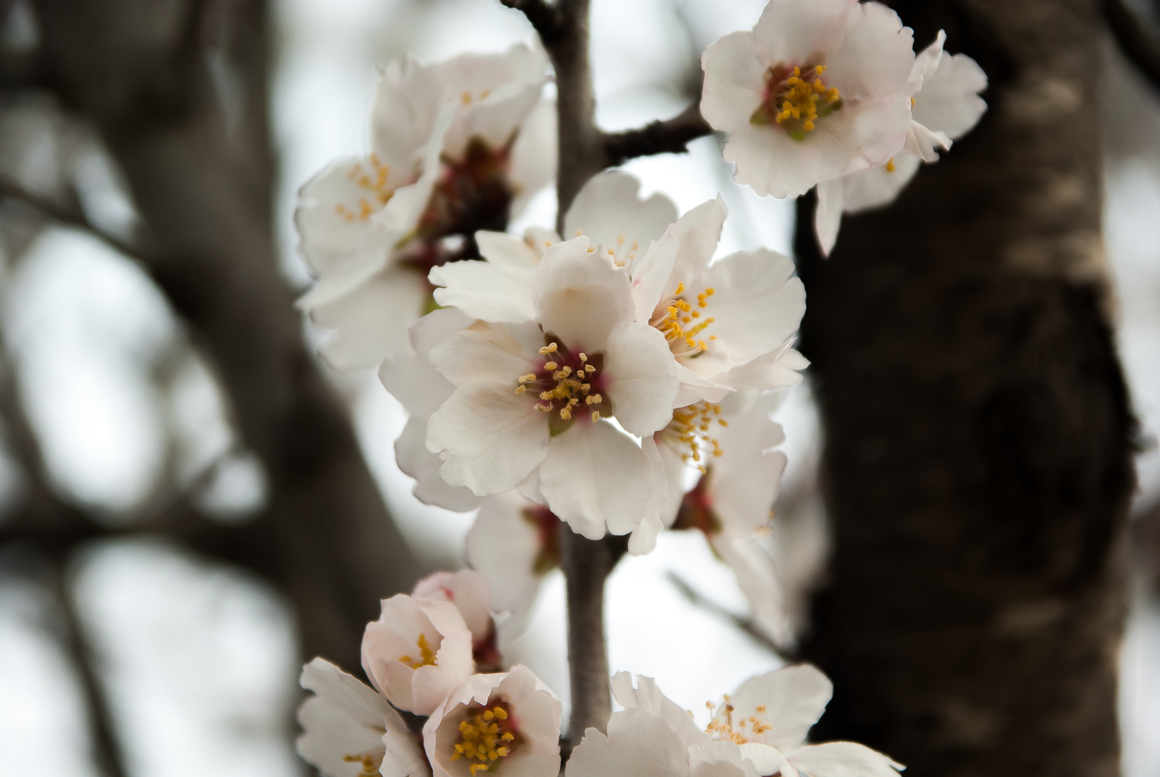 petaled, springtime, cherry tree, flowers, outdoors, petal, fruit tree, branch, 4K, spring, flower head, day, white, white color, nature, fragility, flower, HD Wallpaper