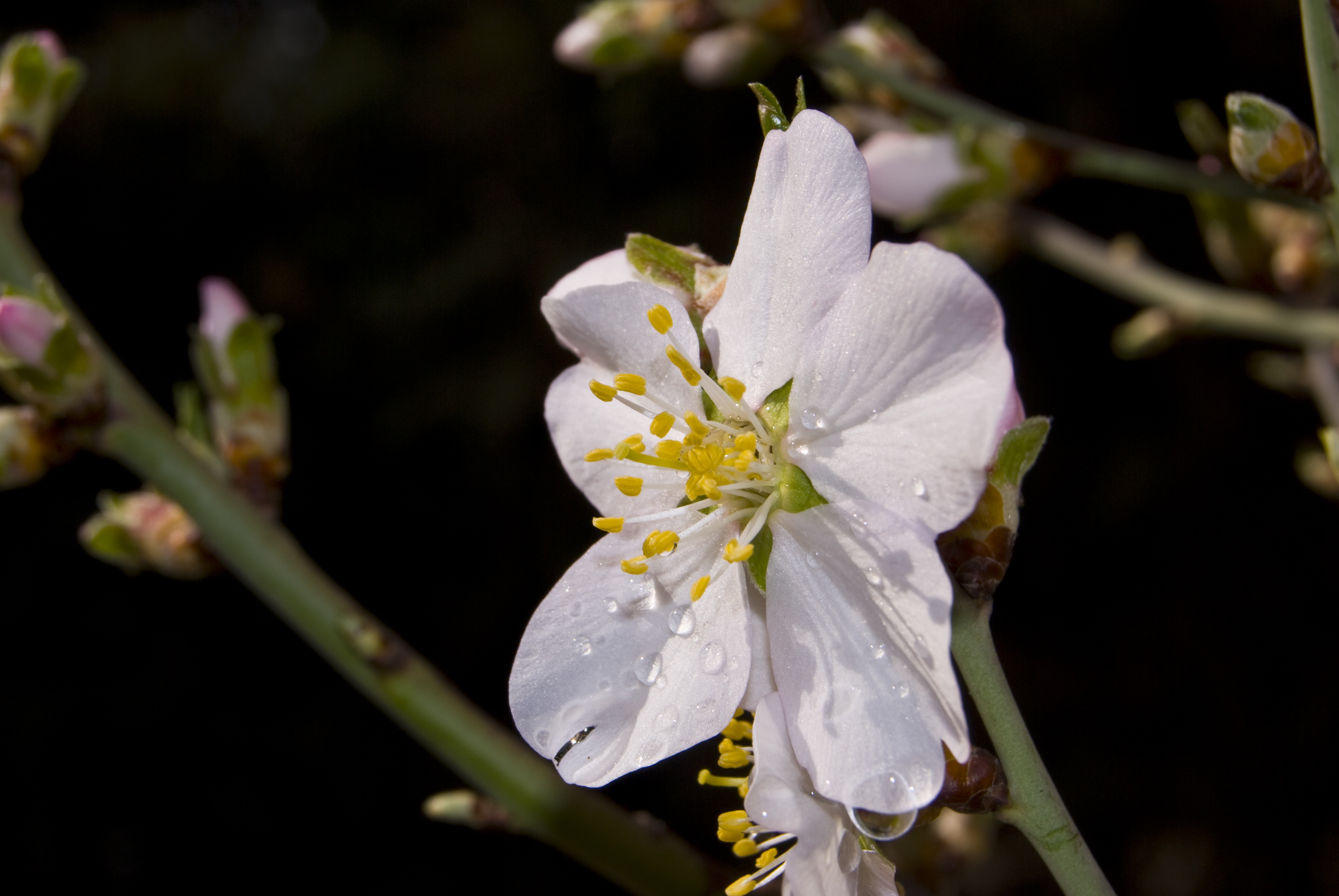 flowering, close-up, beauty in nature, springtime, flowering plant, botany, fragility, focus on foreground, dew, almond tree, pollen, flower, blossom, outdoors, HD Wallpaper