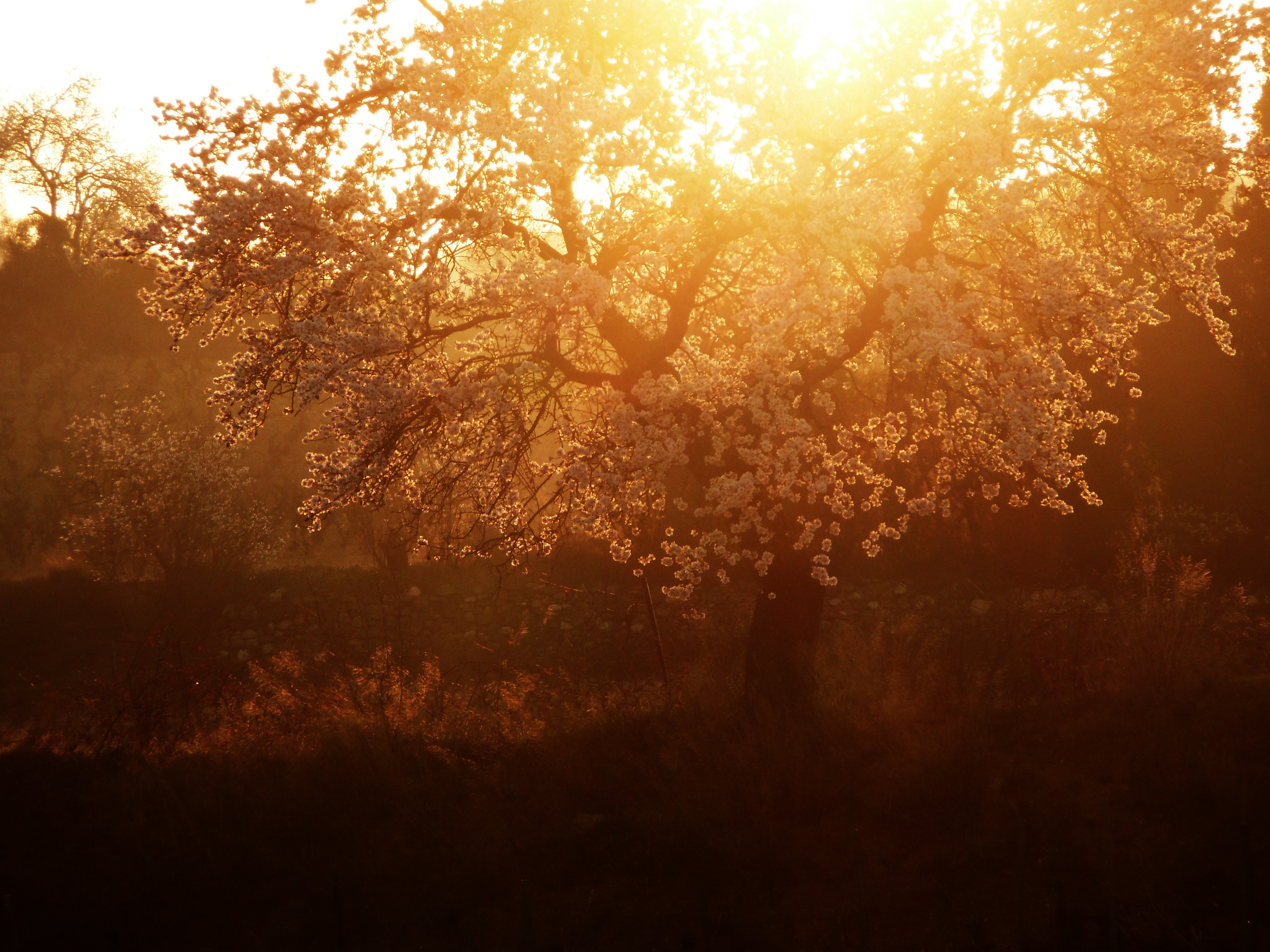 change, growth, autumn, tranquil scene, sky, plant, sunlight, orange color, non-urban scene, scenics - nature, 2K, nature, landscape, outdoors, tranquility, HD Wallpaper