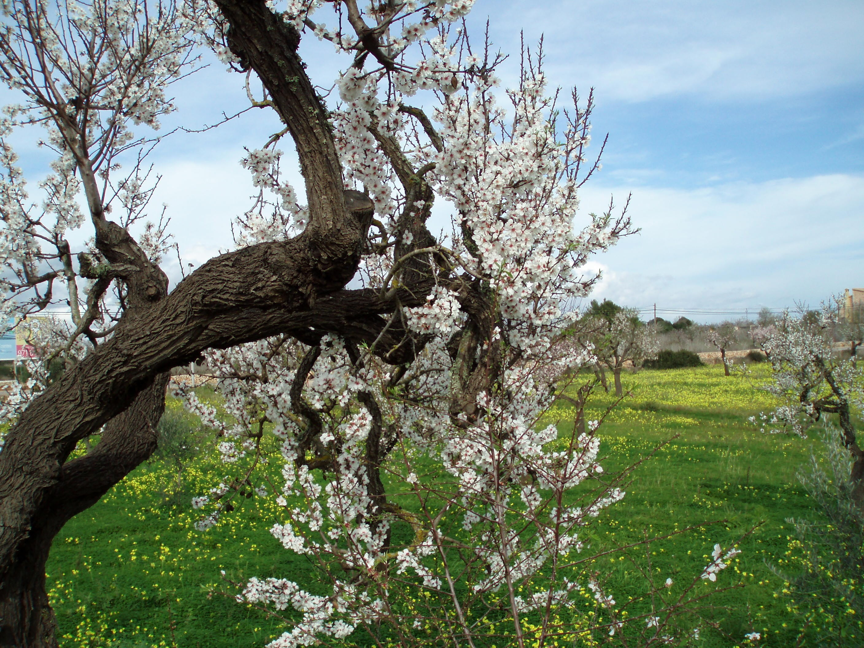 nature, sky, land, spring, springtime, day, plant, trunk, outdoors, scenics - nature, branch, beauty in nature, grass, cloud - sky, tree trunk, flower, HD Wallpaper