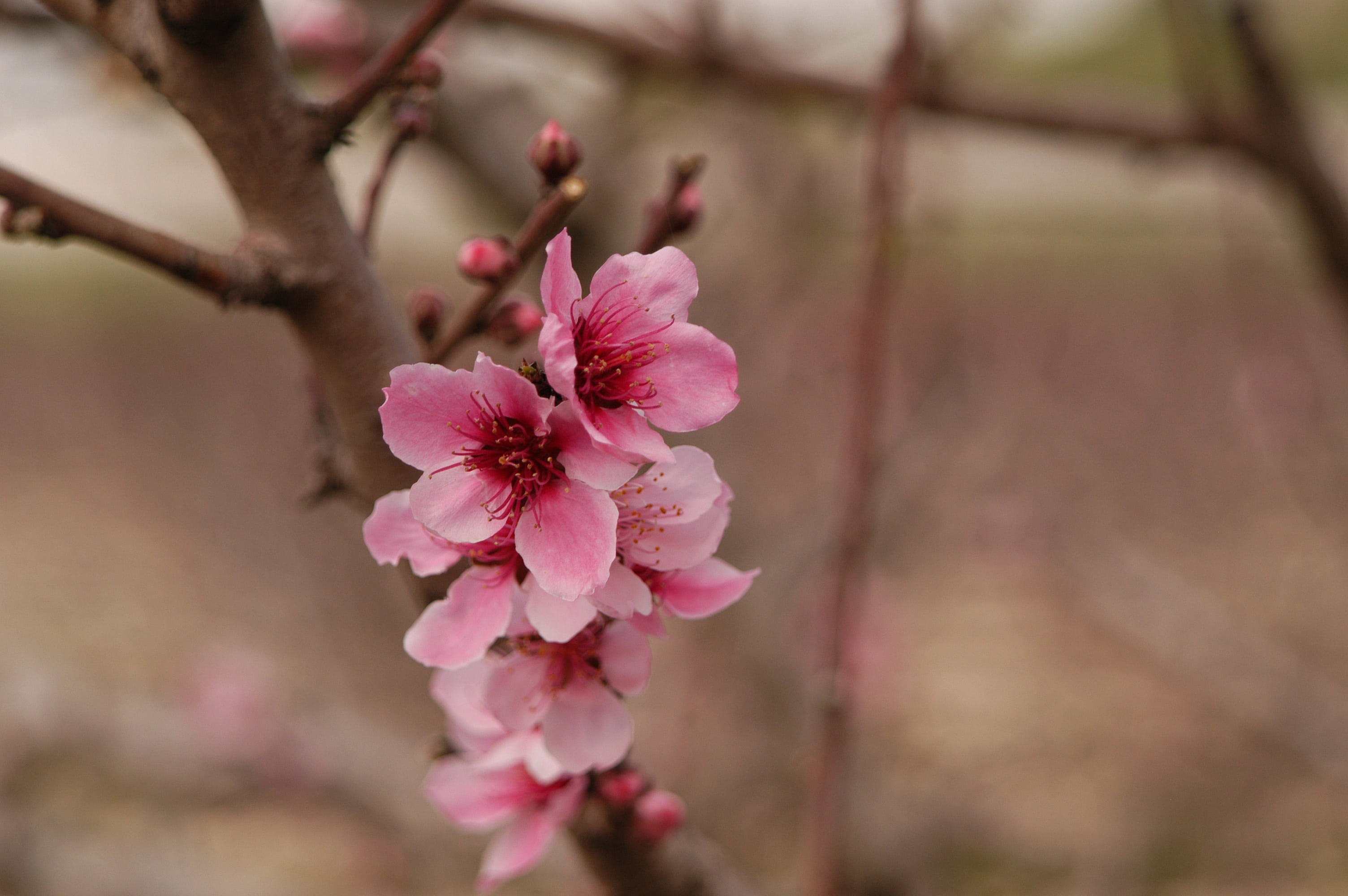 close-up, fragility, blooming, petals, vulnerability, beauty in nature, flowers, cherry tree, flower head, flower, petal, pollen, freshness, nature, plant, HD Wallpaper