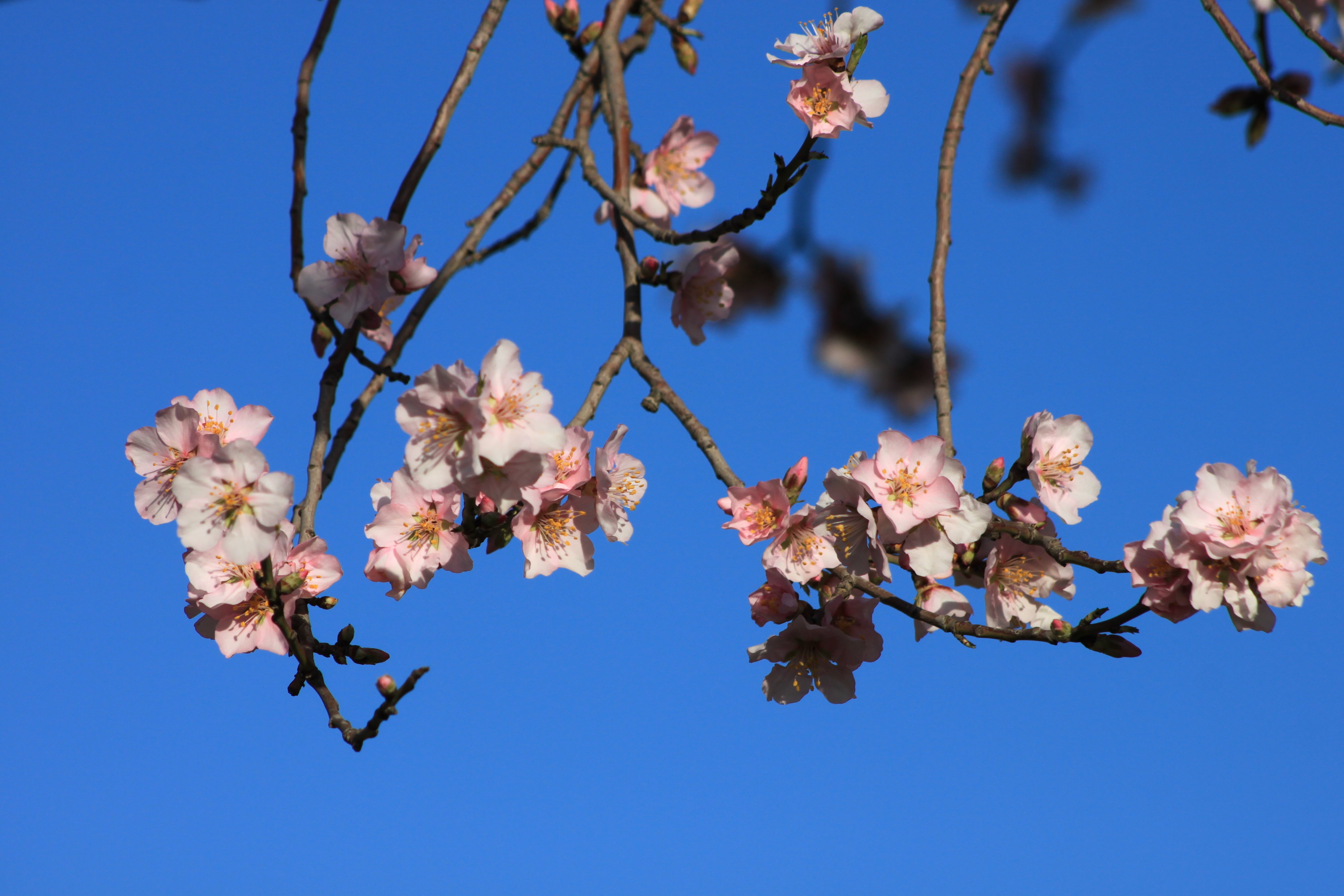 growth, flower head, pollen, tree, almond, vulnerability, flowering plant, fragility, cherry tree, freshness, nature, springtime, blossom, flower, outdoors, HD Wallpaper