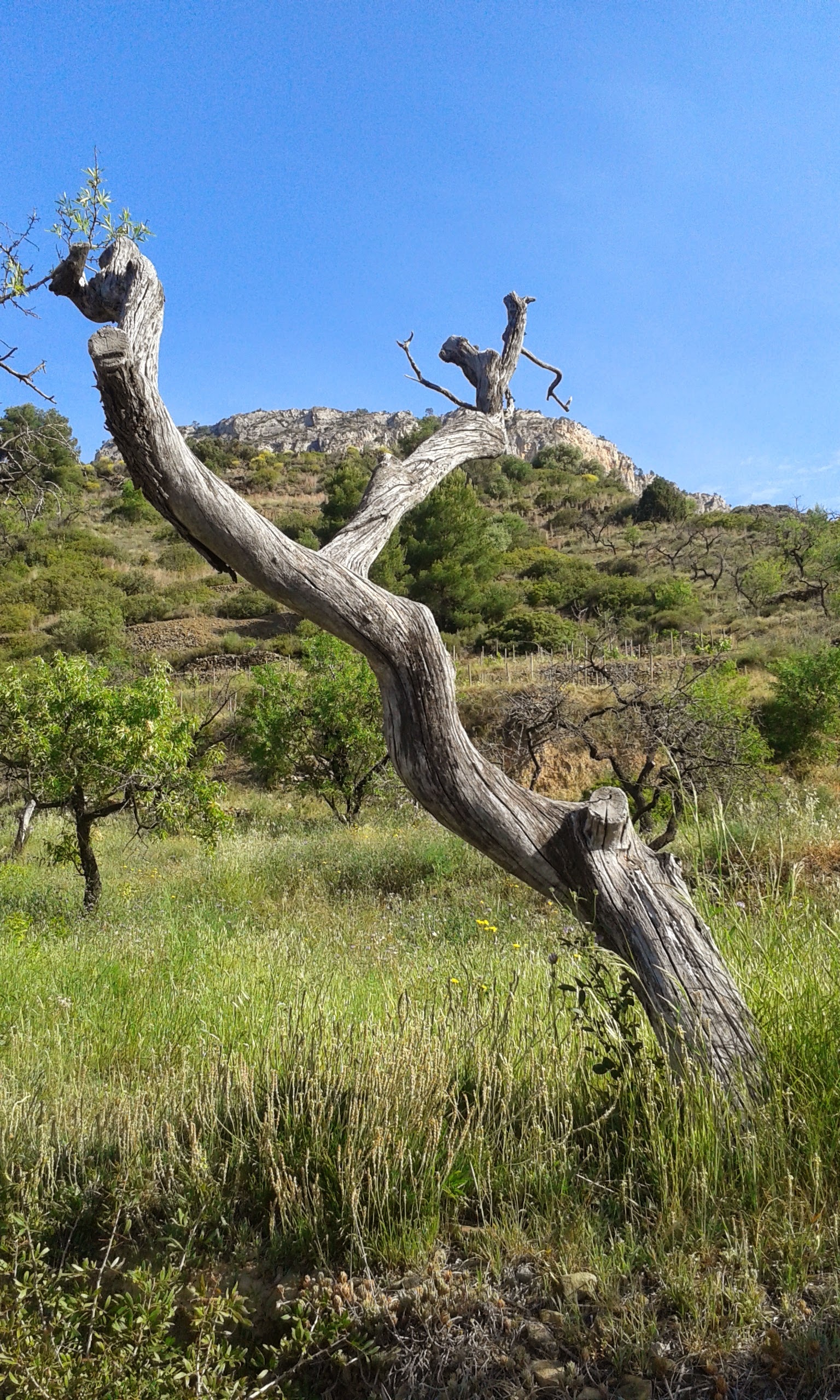 grass, driftwood, tree, branch, dead plant, tranquil scene, clear sky, sky, day, plant, growth, bark, landscape, almond tree, field, trunk, nature, environment, Phone HD Wallpaper