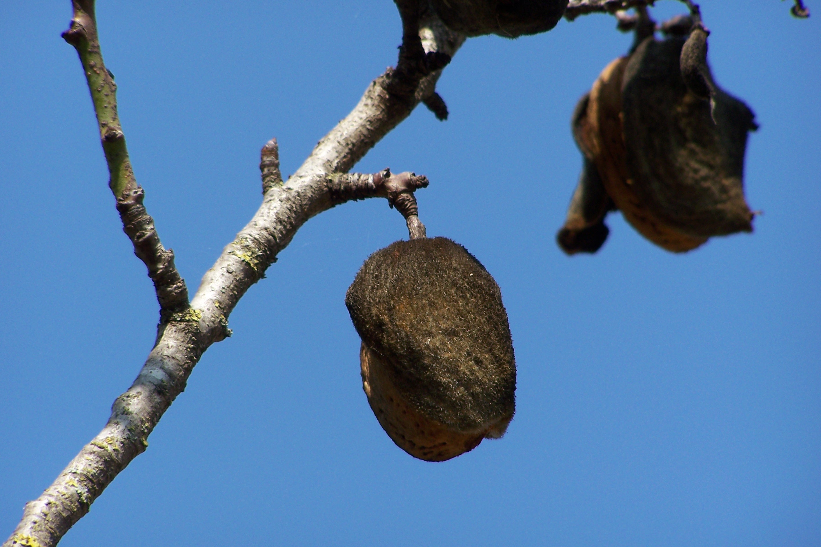 fruit, beauty in nature, freshness, branch, no people, growth, healthy eating, outdoors, food and drink, food, tree, 2K, plant, low angle view, almond, HD Wallpaper
