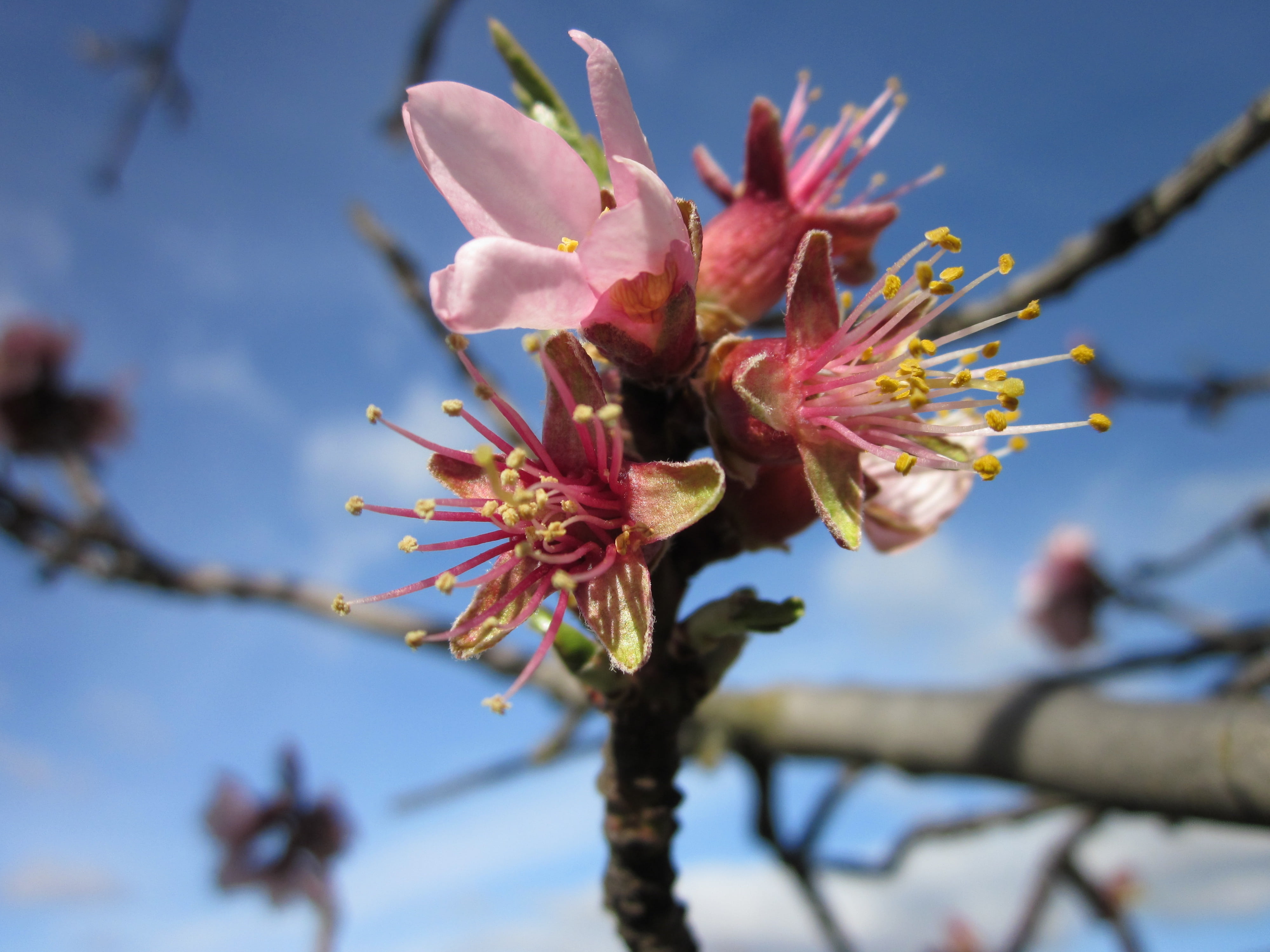 nature, growth, outdoors, plum blossom, freshness, beauty in nature, pollen, fragility, day, springtime, 4K, flowering plant, almond tree, blossom, selective focus, HD Wallpaper