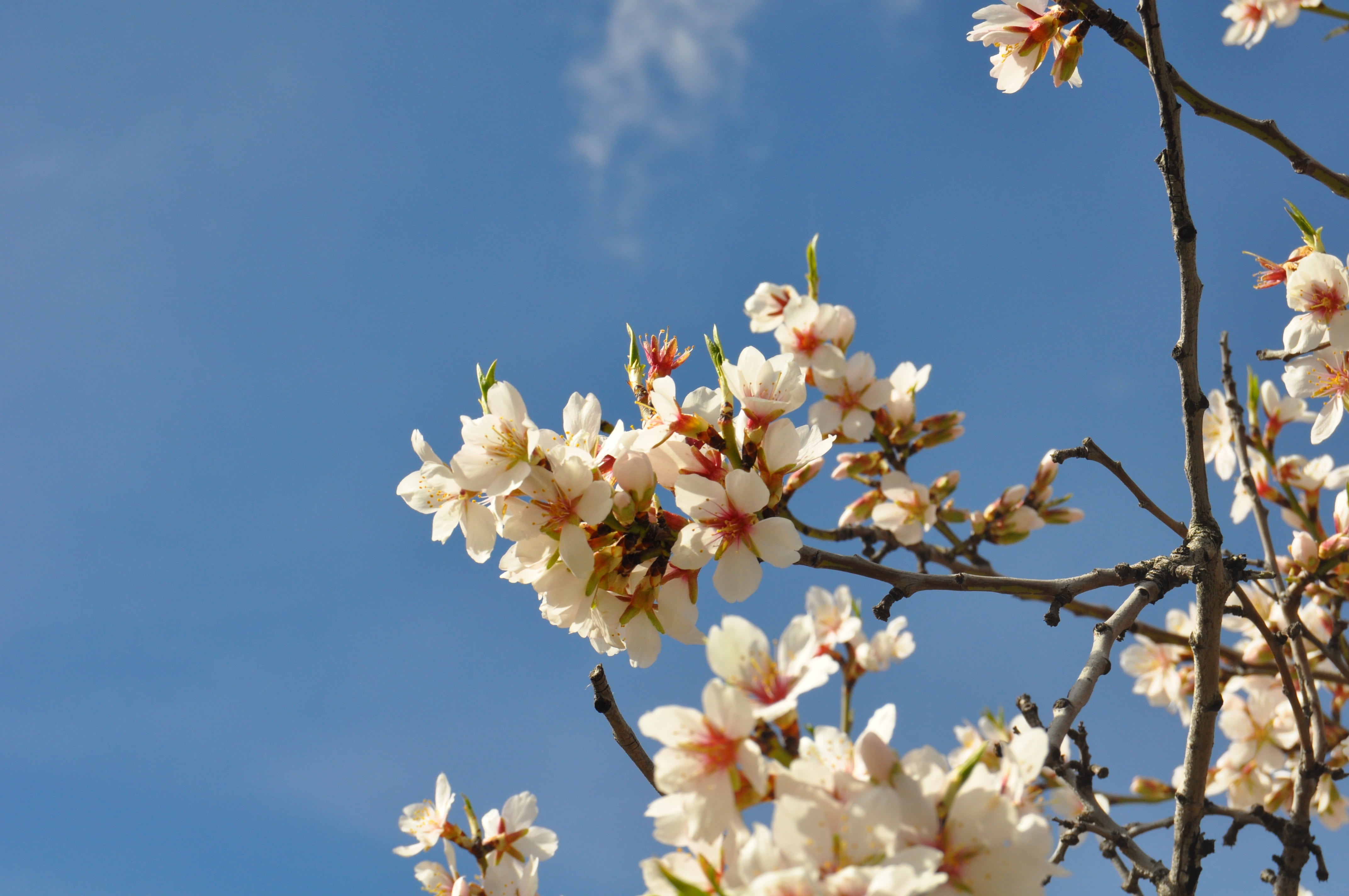 petal, flower head, vulnerability, twig, cherry tree, 4K, trees, fragility, flowering, flowers, springtime, sky, nature, white, blue, tree, freshness, HD Wallpaper