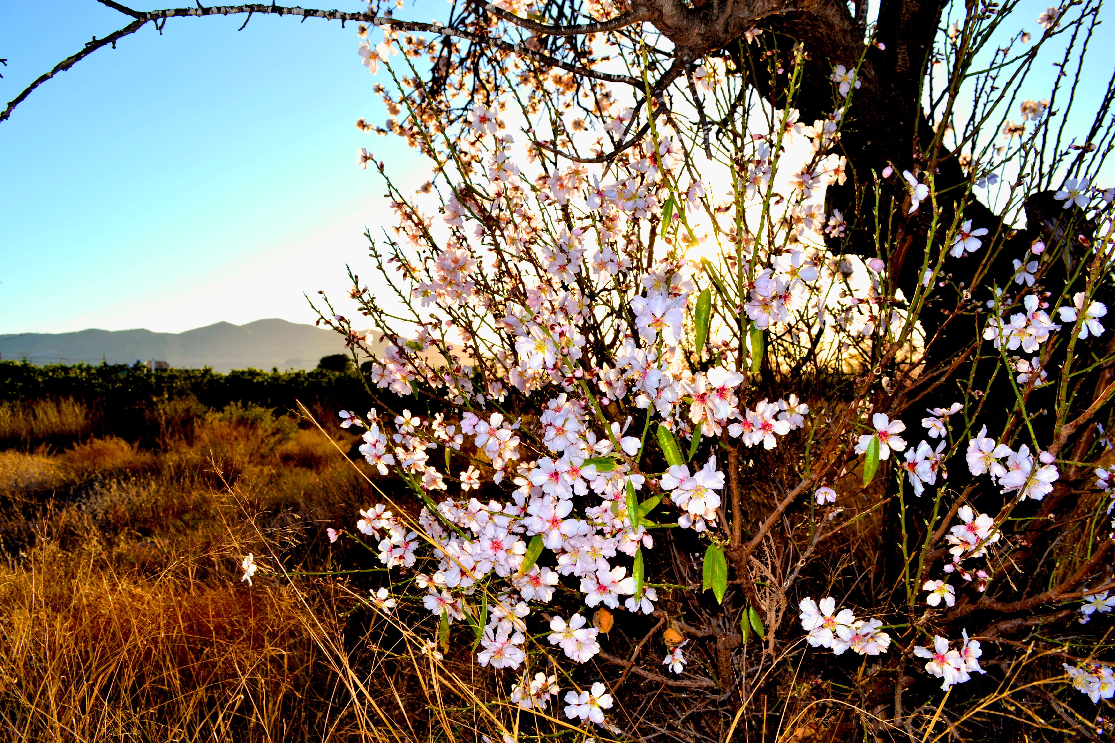 bush, sky, flowering plant, flora, blossom, fragility, flower head, outdoor, outdoors, pink color, land, flower, weather, cherry tree, cherry blossom, nature, HD Wallpaper