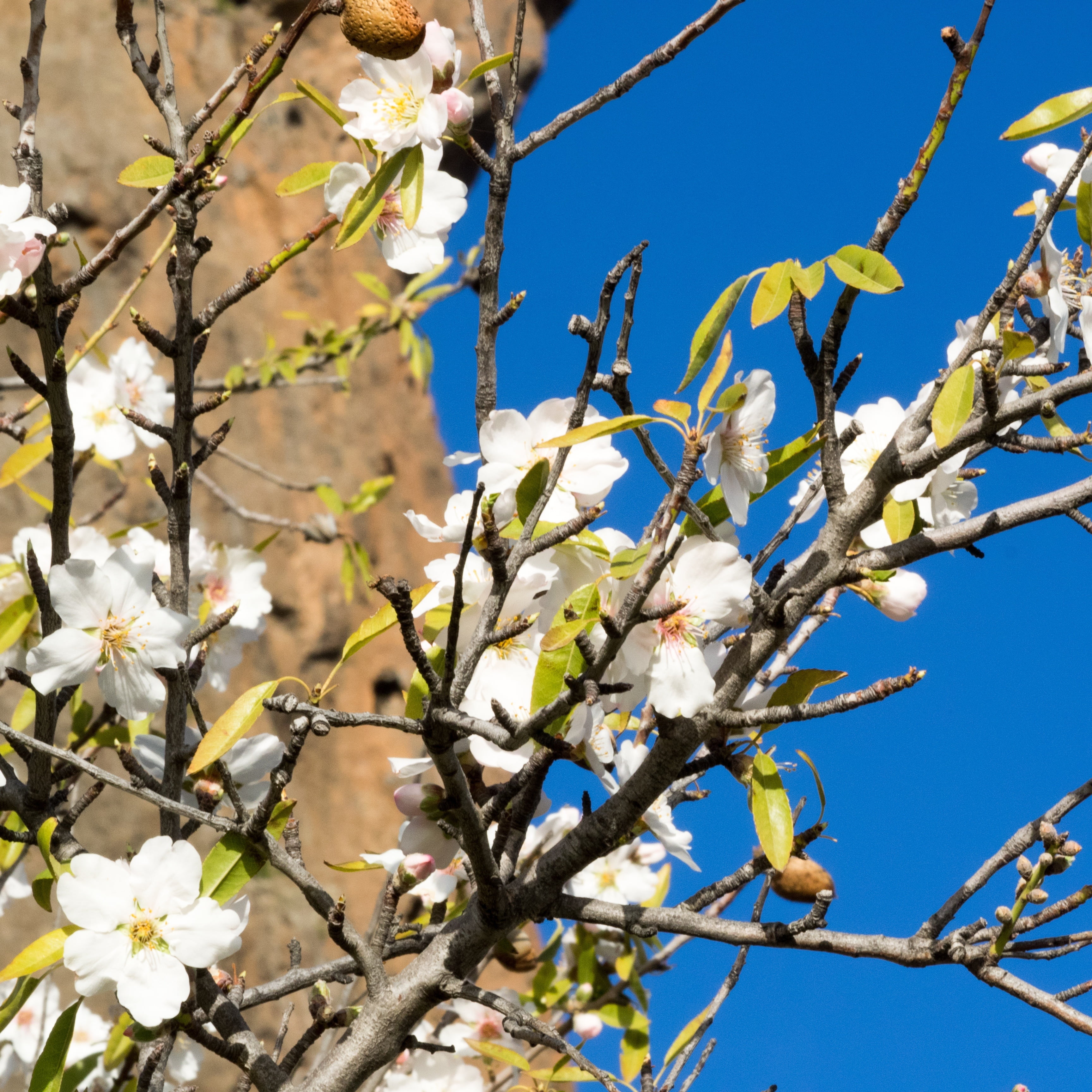 flowering plant, blossom, spring awakening, day, freshness, springtime, growth, white color, sky, nature, sunlight, almonds, frühlingsanfang, branch, low angle view, Phone HD Wallpaper