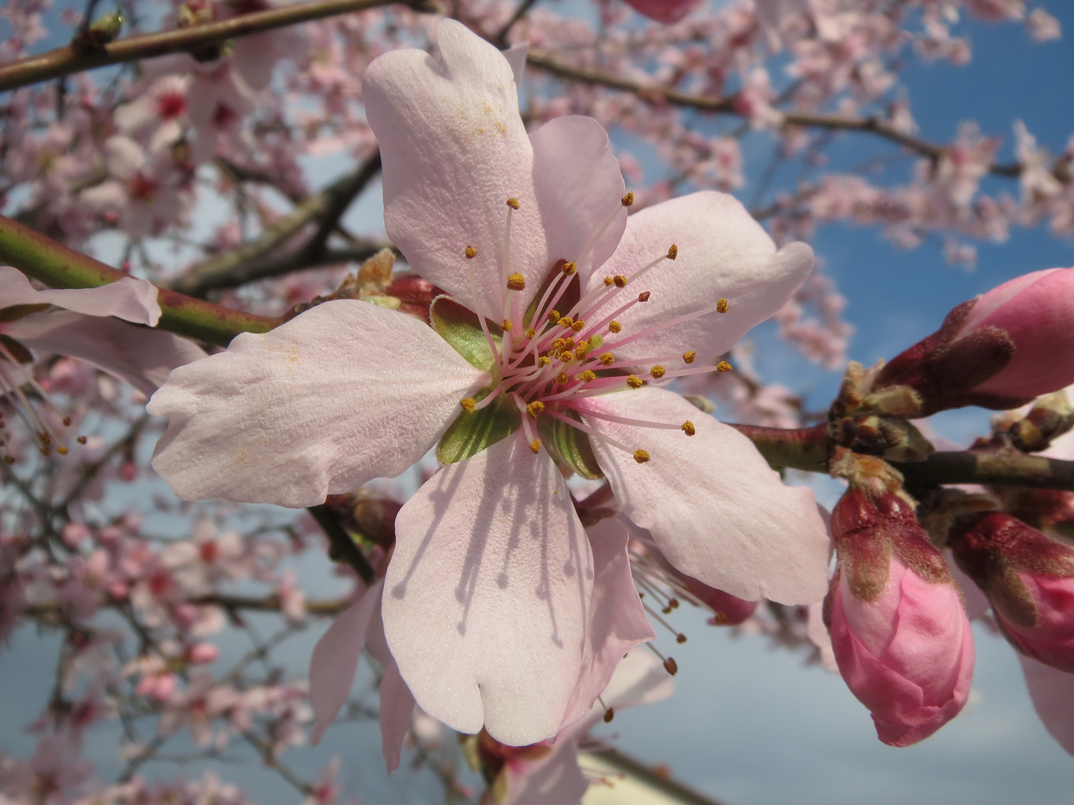 springtime, freshness, prunus dulcis, blooming, spring, vulnerability, nature, plant, blossom, pollen, focus on foreground, growth, fragility, macro, softness, HD Wallpaper