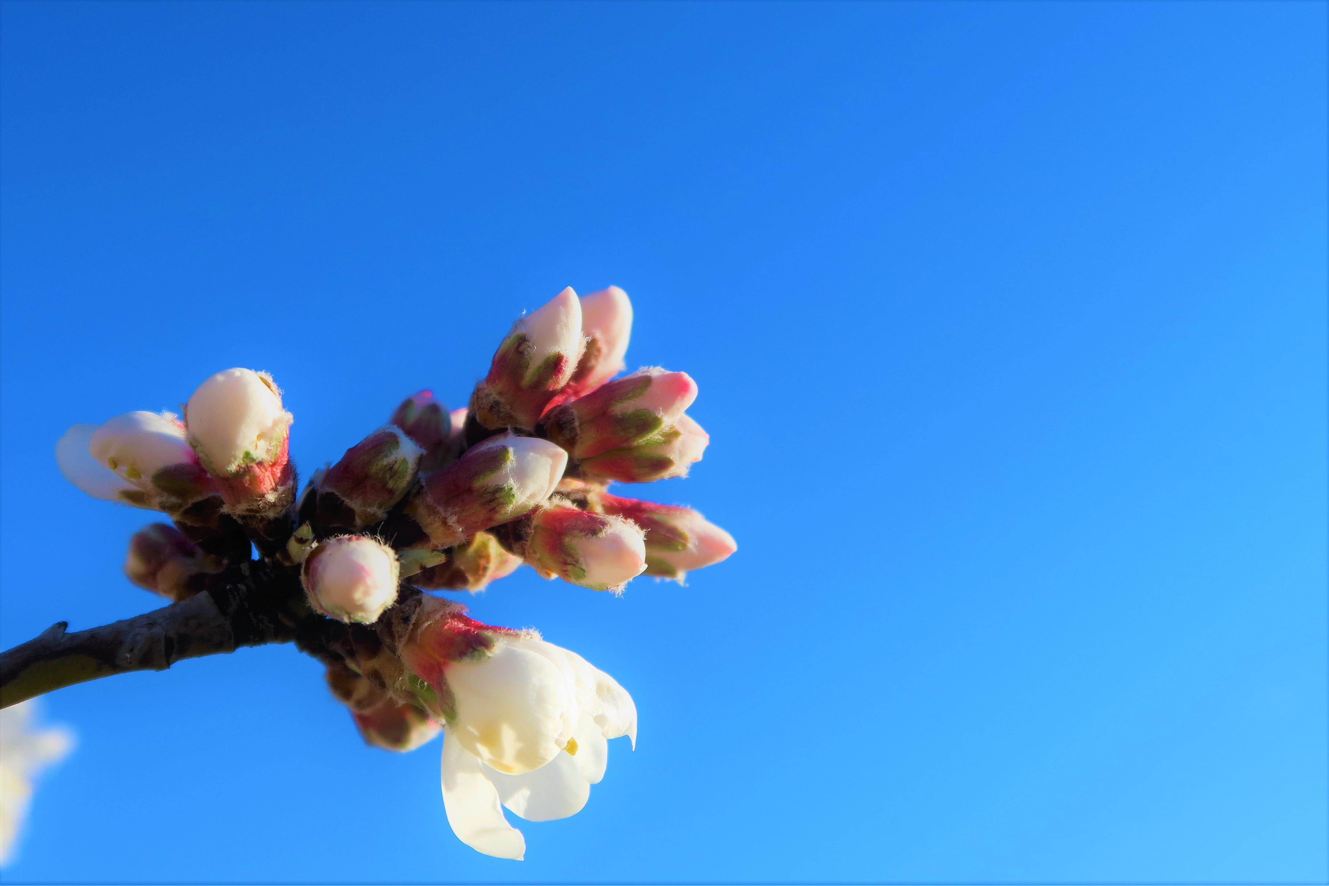 flowering plant, 4K, sky, low angle view, pink, white, nature, blue, fragility, outdoors, vulnerability, close-up, flower arrangement, beauty in nature, HD Wallpaper