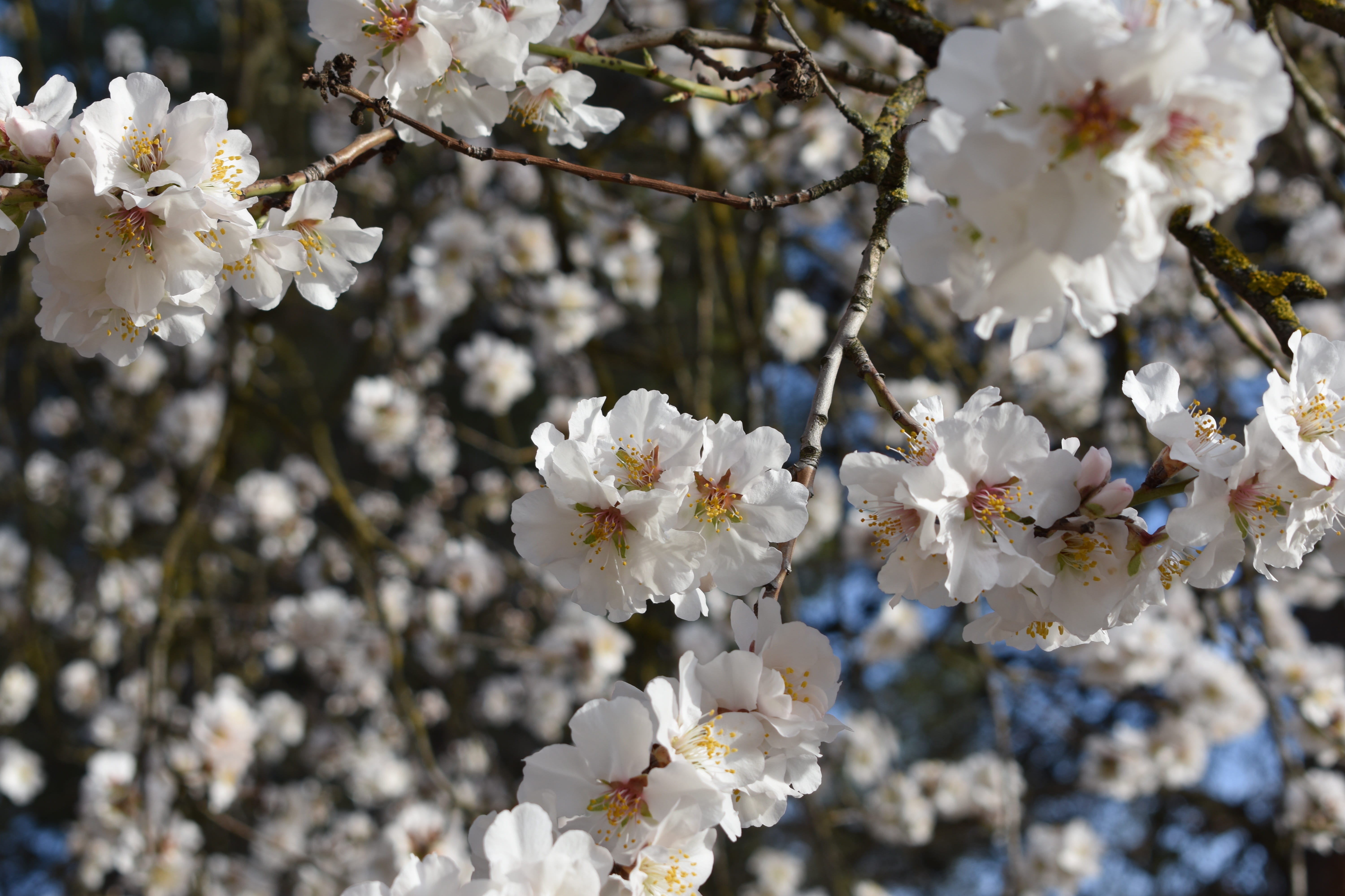 flowering, flower, close-up, tree, flowering plant, petal, cherry blossom, white, trees, white color, 5K, freshness, flower head, plant, pollen, beauty in nature, HD Wallpaper