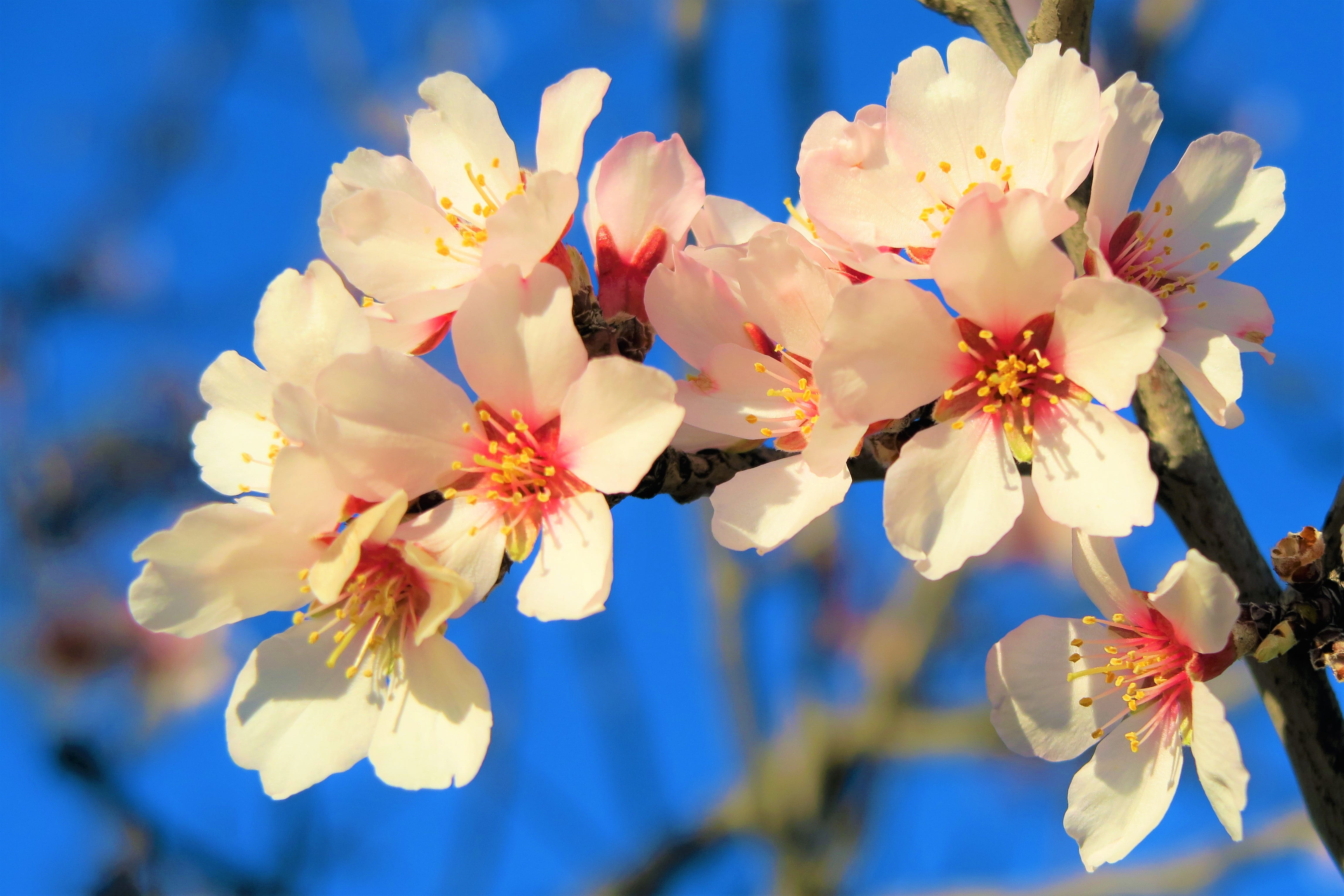 cherry blossom, close-up, plant, almond, no people, beautiful, pink, day, flower, pollen, nature, vulnerability, flower head, fragility, outdoors, cherry tree, HD Wallpaper