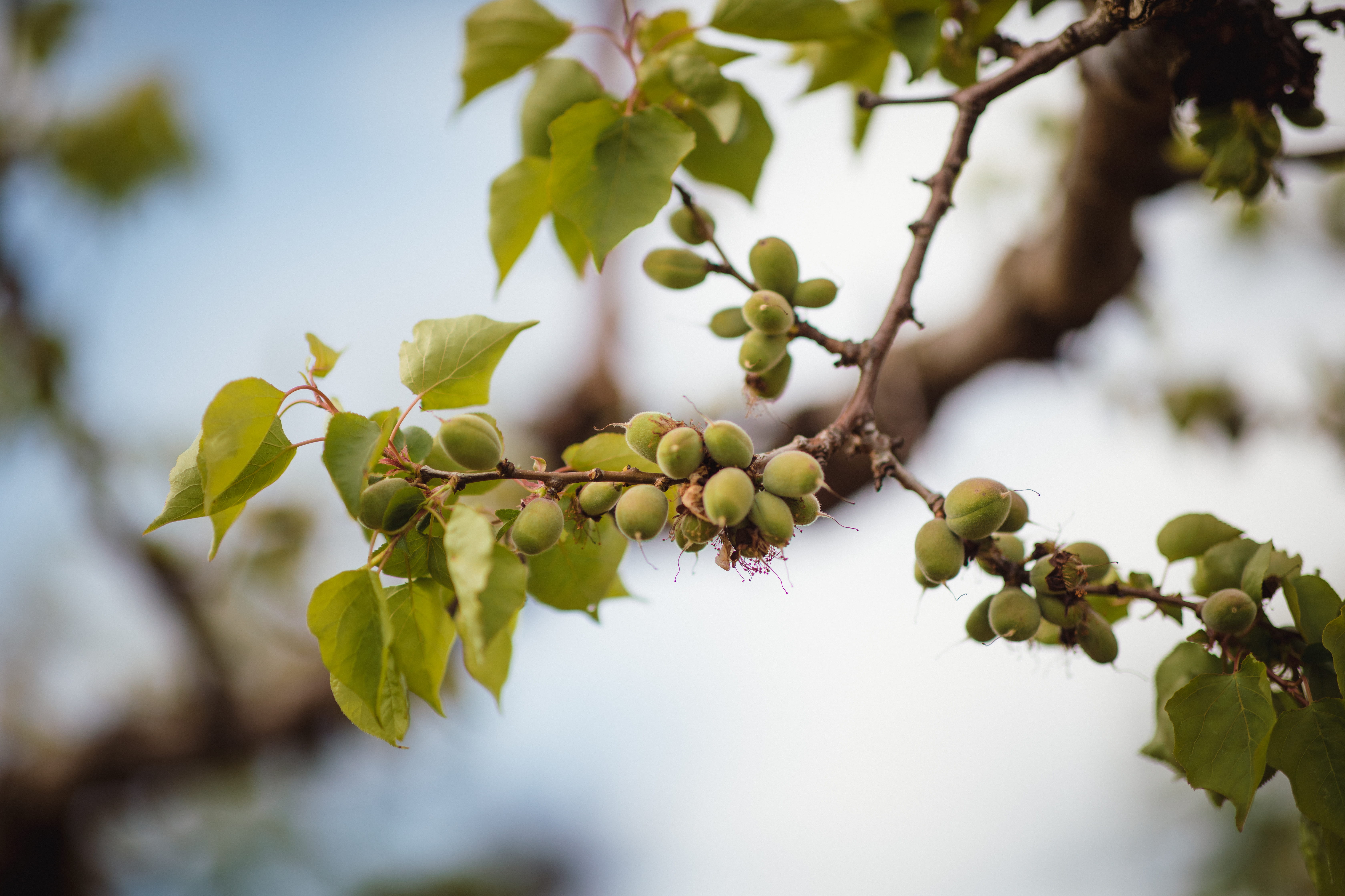 leaf, almond, vegetable, pecan, nature, veins, food and drink, seed, no people, selective focus, nut, 5K, branch, low angle view, persimmon, green color, HD Wallpaper