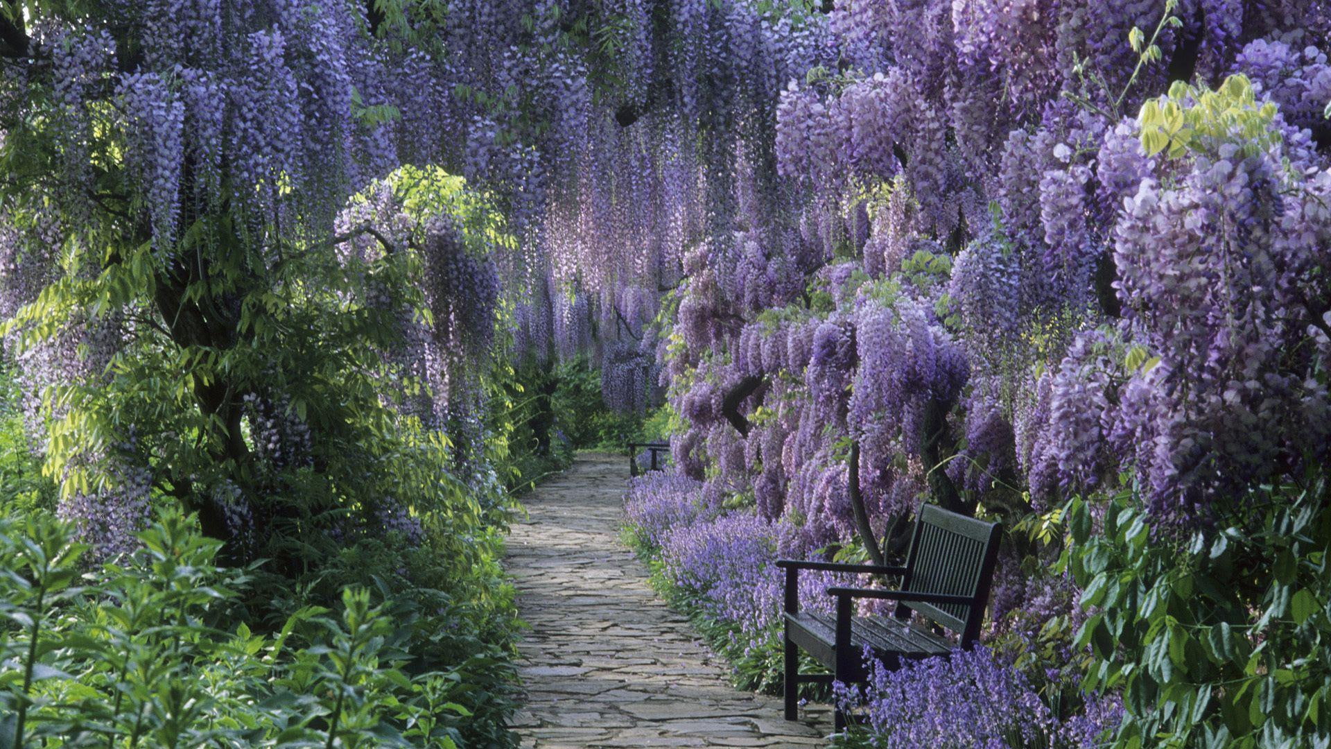 alley, 1080P, 1920x1080, flowers, nature, flowering, tree, trees, bench, park, lavender, HD Wallpaper