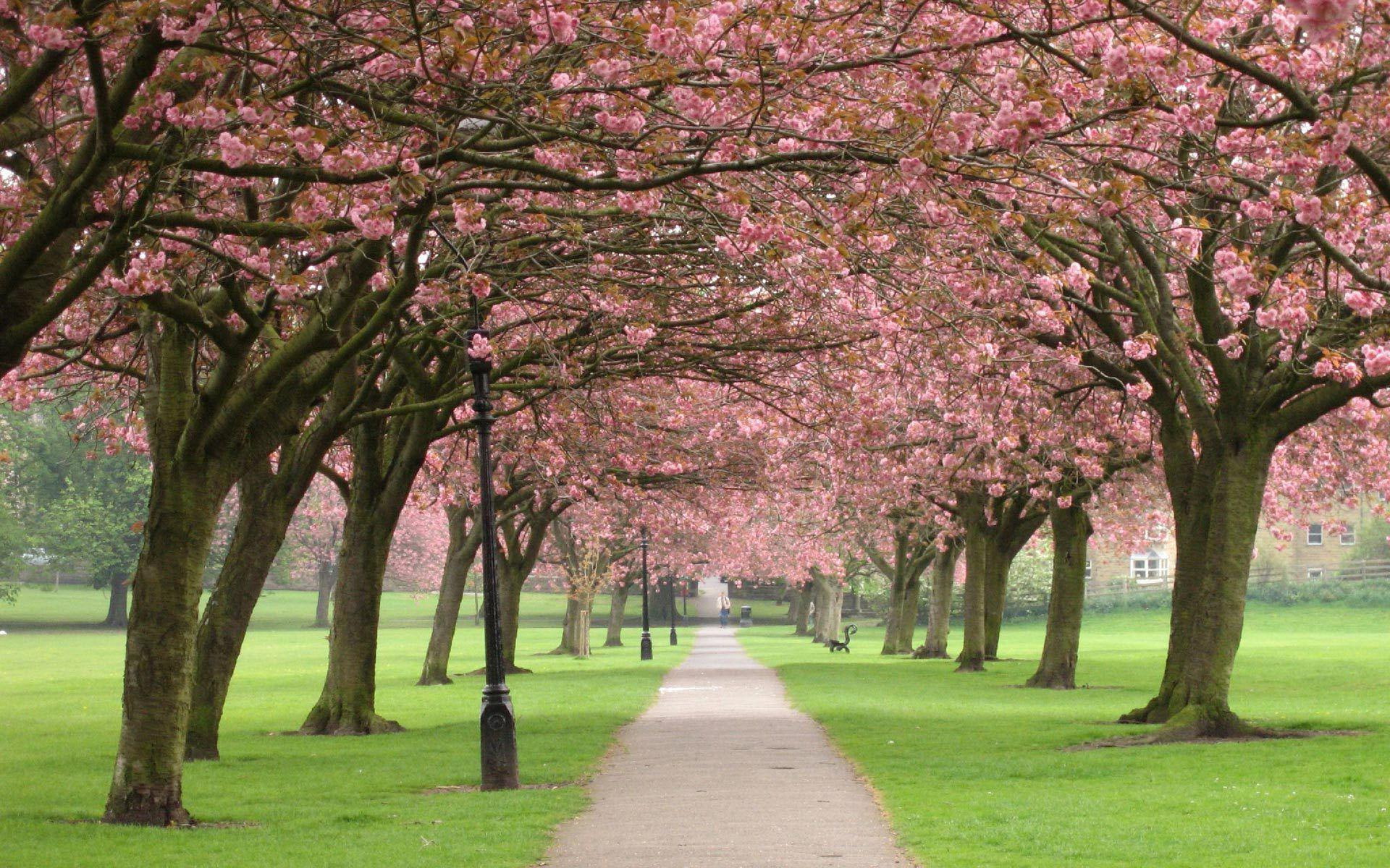 flowering, tree, flowered, nature, walking, cherry, 1080P, park, alley, trees, pink, 1920x1200, HD Wallpaper