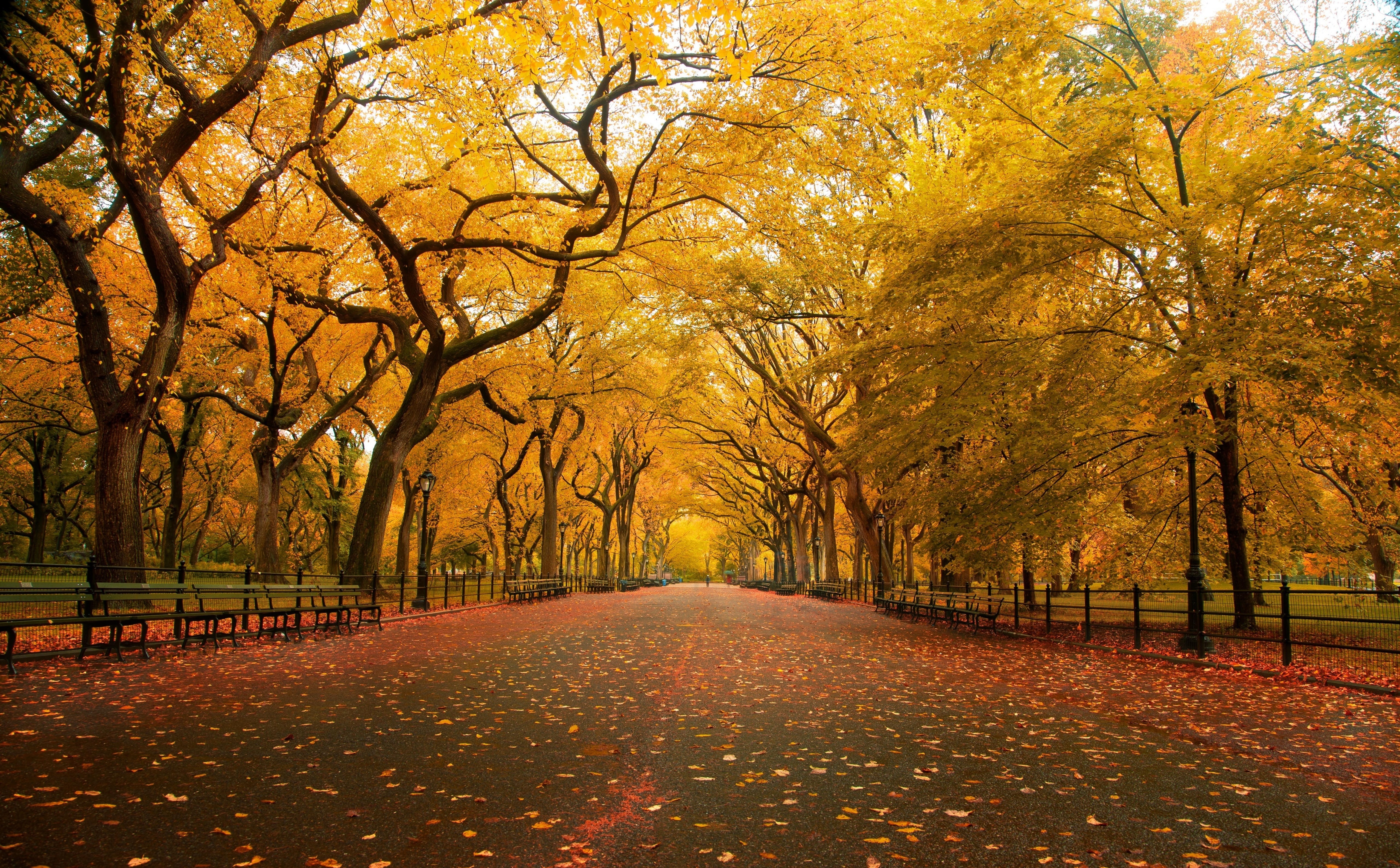 footpath, plant part, tranquil scene, Sidewalk, Yellow trees, nature, lot, orange color, Wide, direction, no people, Seasons, Autumn, the way forward, tree, HD Wallpaper