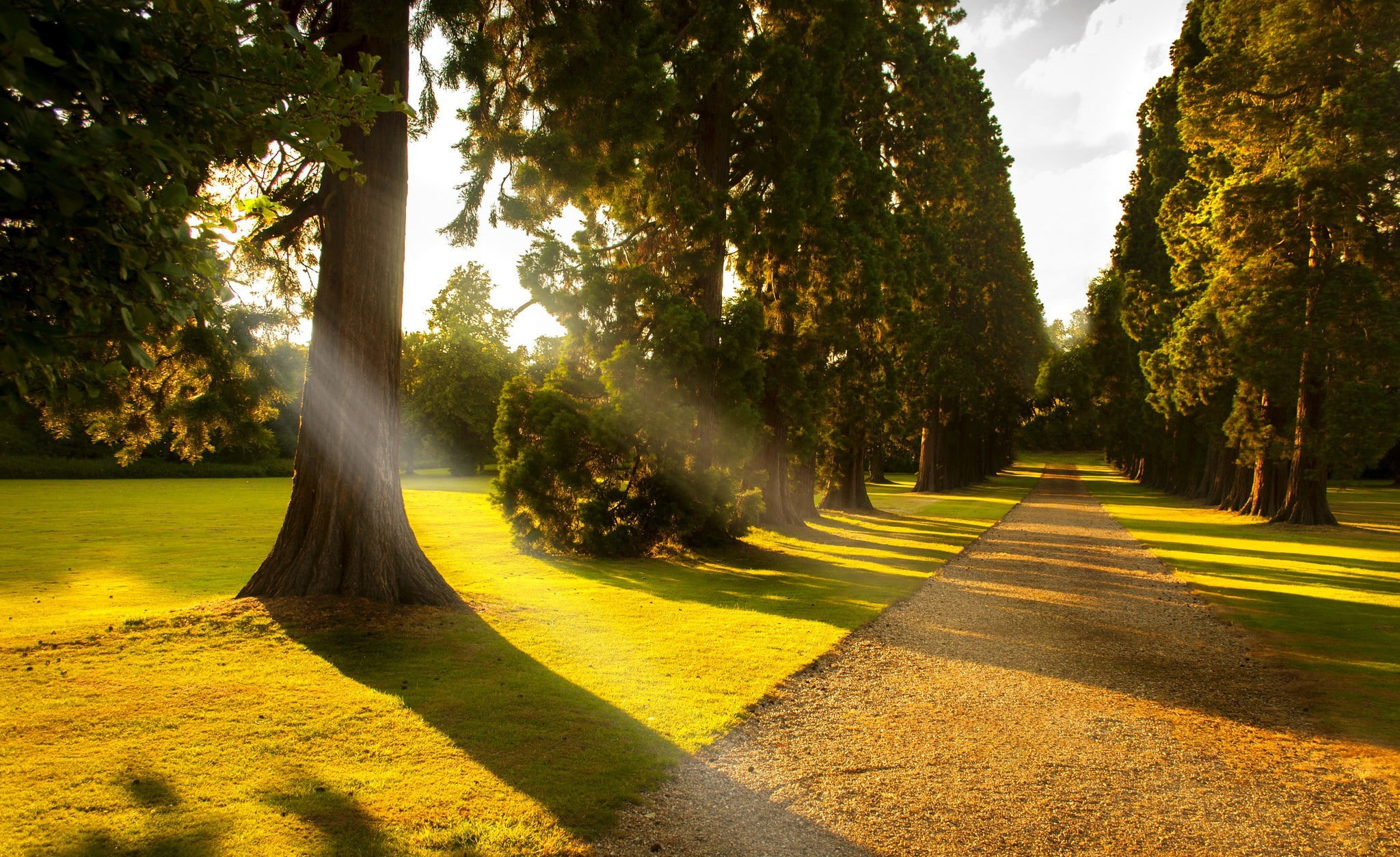1080P, walkway, alley, forest, walk, trees, view, Nature, park, HD Wallpaper