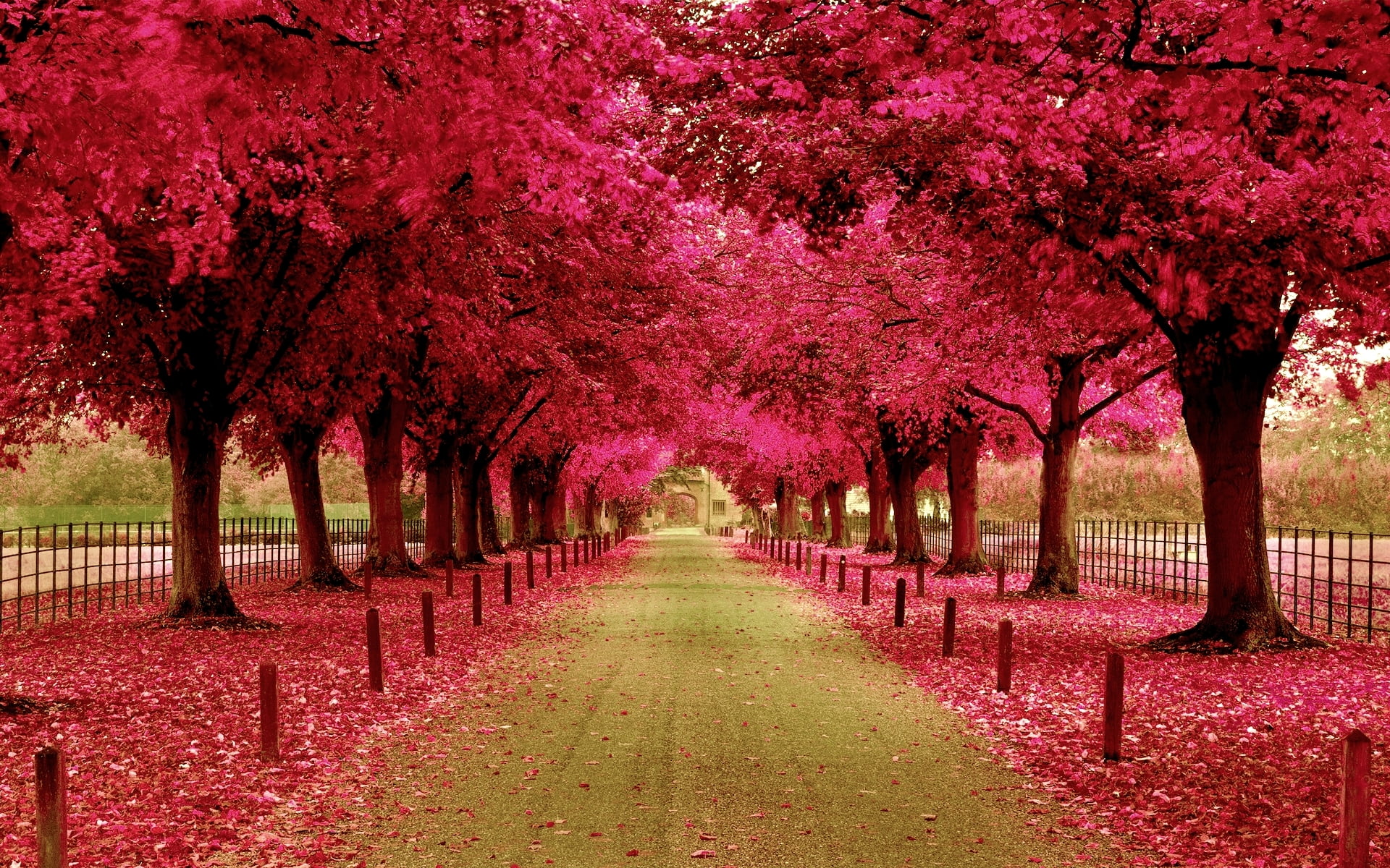 tree canopy, pink color, tranquil scene, diminishing perspective, change, cherry, nature, autumn, alley, 1080P, springtime, tree trunk, growth, tree, columns, HD Wallpaper