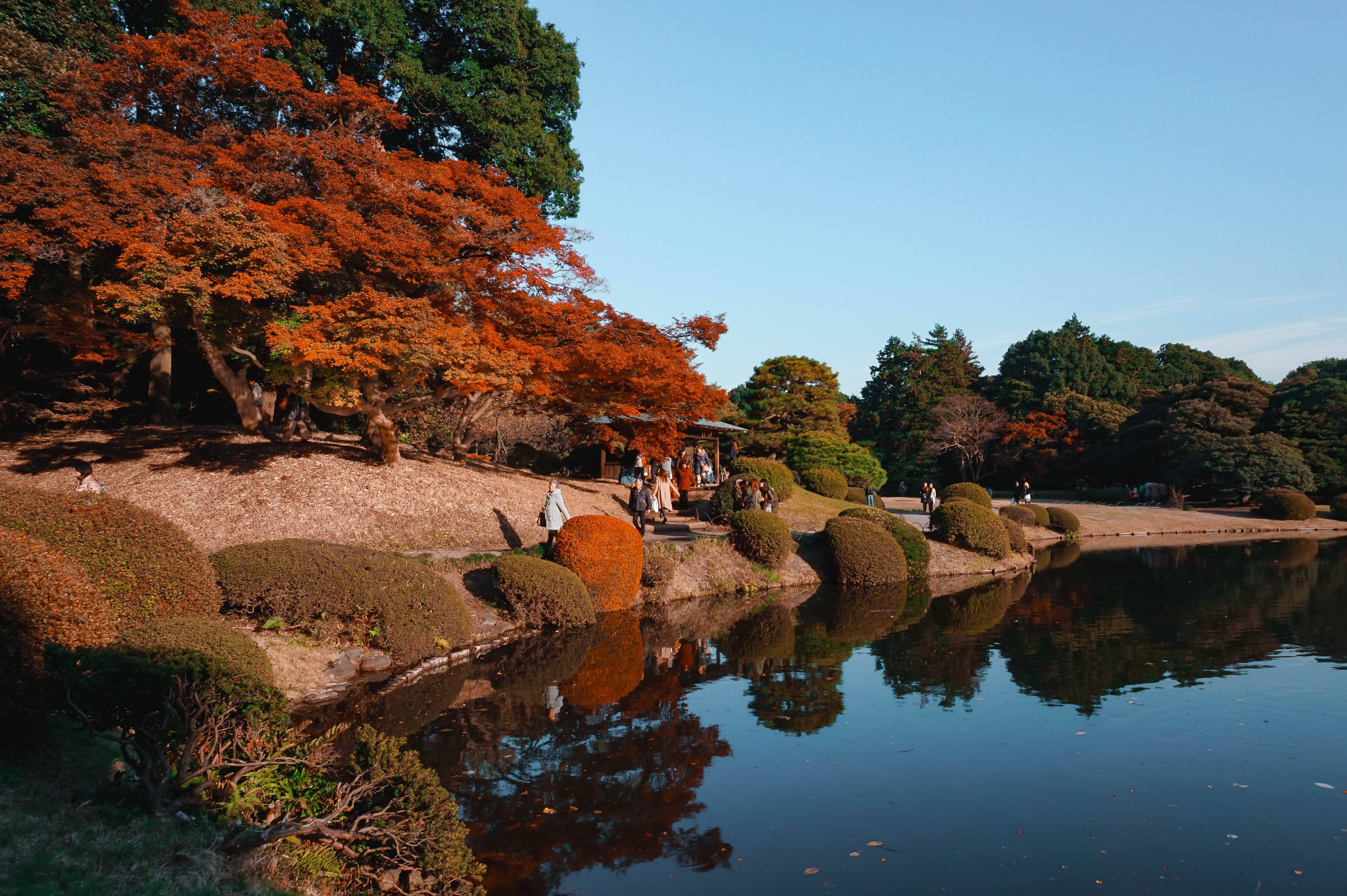 outdoors, water, rock, clear sky, change, 5K, japan, shinjuku, zen, waterfront, architecture, sky, asia, tranquility, tree, autumn, nature, shinjuku gyoen national garden, HD Wallpaper
