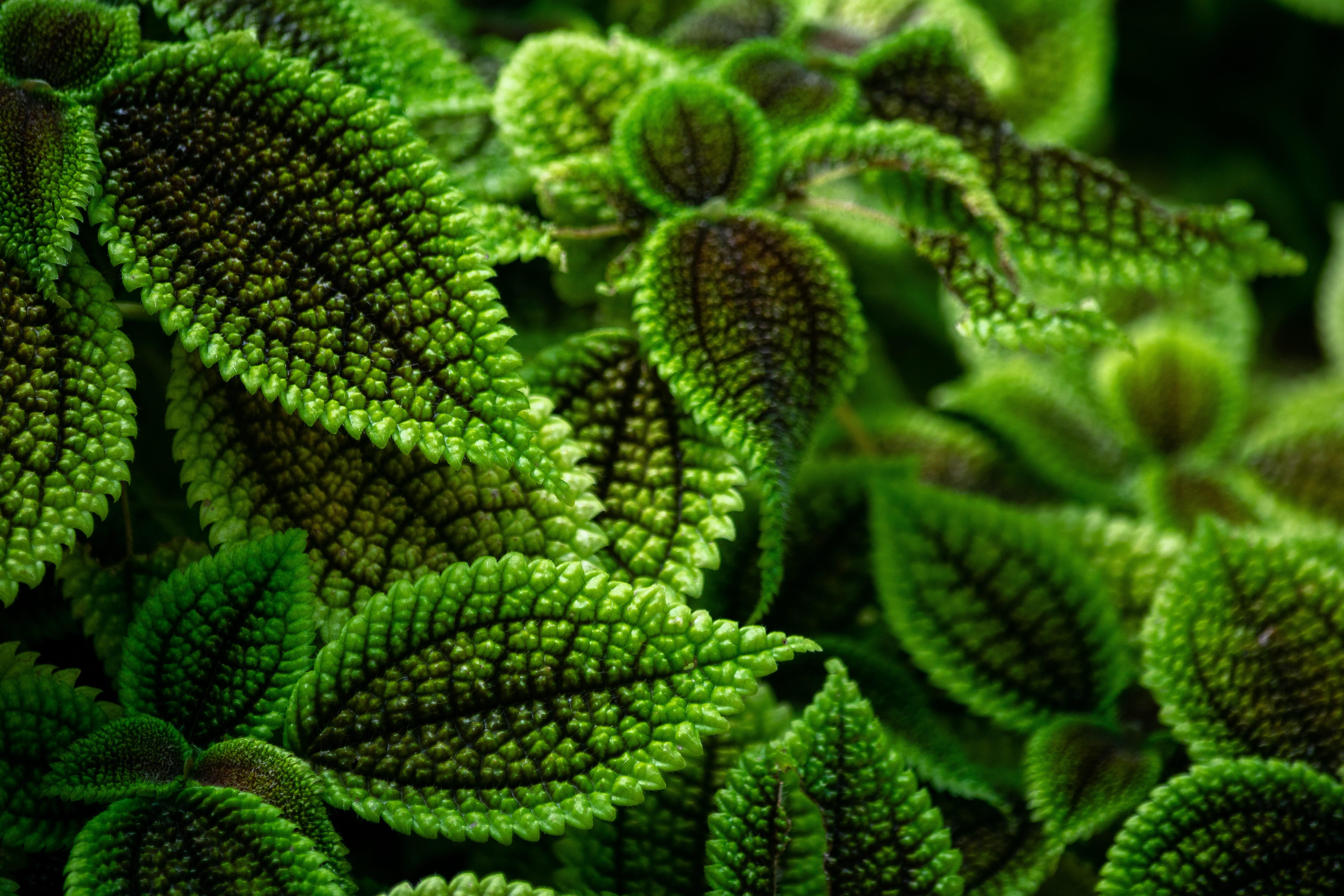 pattern, focus on foreground, full frame, green color, succulent plant, greenhouse, leaves, outdoors, 5K, growth, freshness, green, close-up, leaf, no people, HD Wallpaper