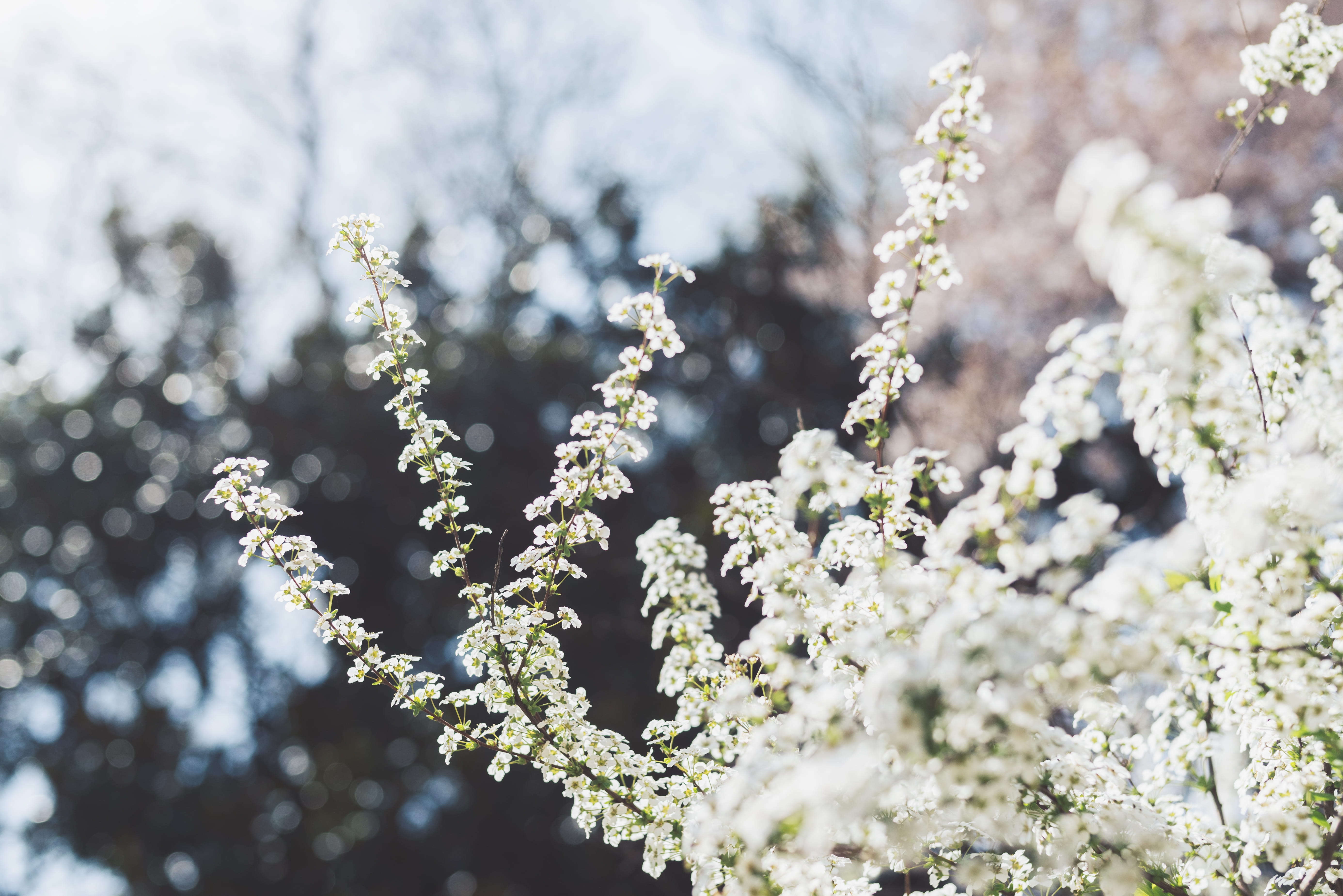 selective focus, fir tree, shinjuku-ku, flowering plant, springtime, beauty in nature, focus on foreground, white color, flower, growth, spring, green, HD Wallpaper