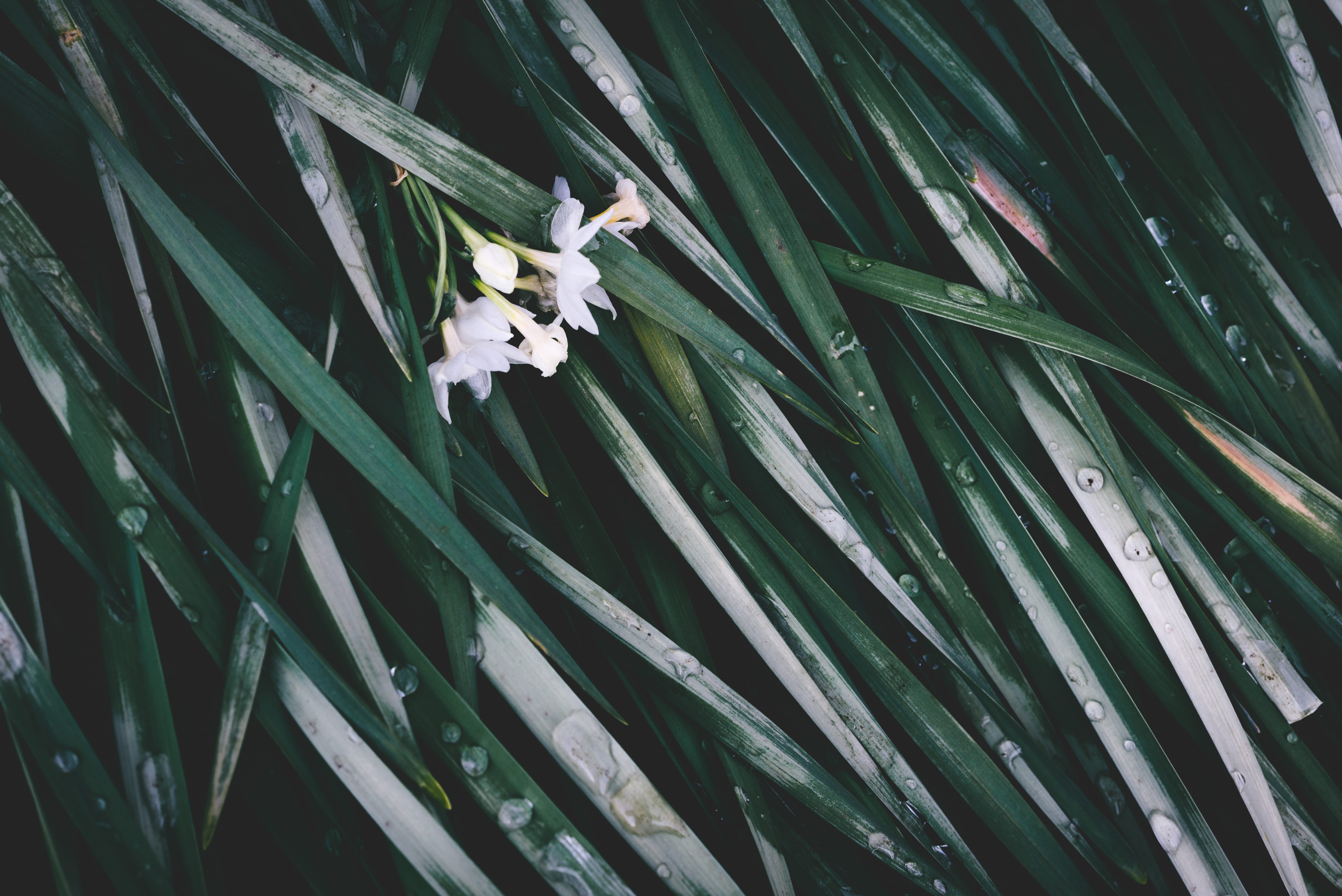 full frame, zen, animal, growth, animals in the wild, rain, green, plant, backgrounds, outdoors, flower, narcissus, leaf, plant part, animal wildlife, day, HD Wallpaper