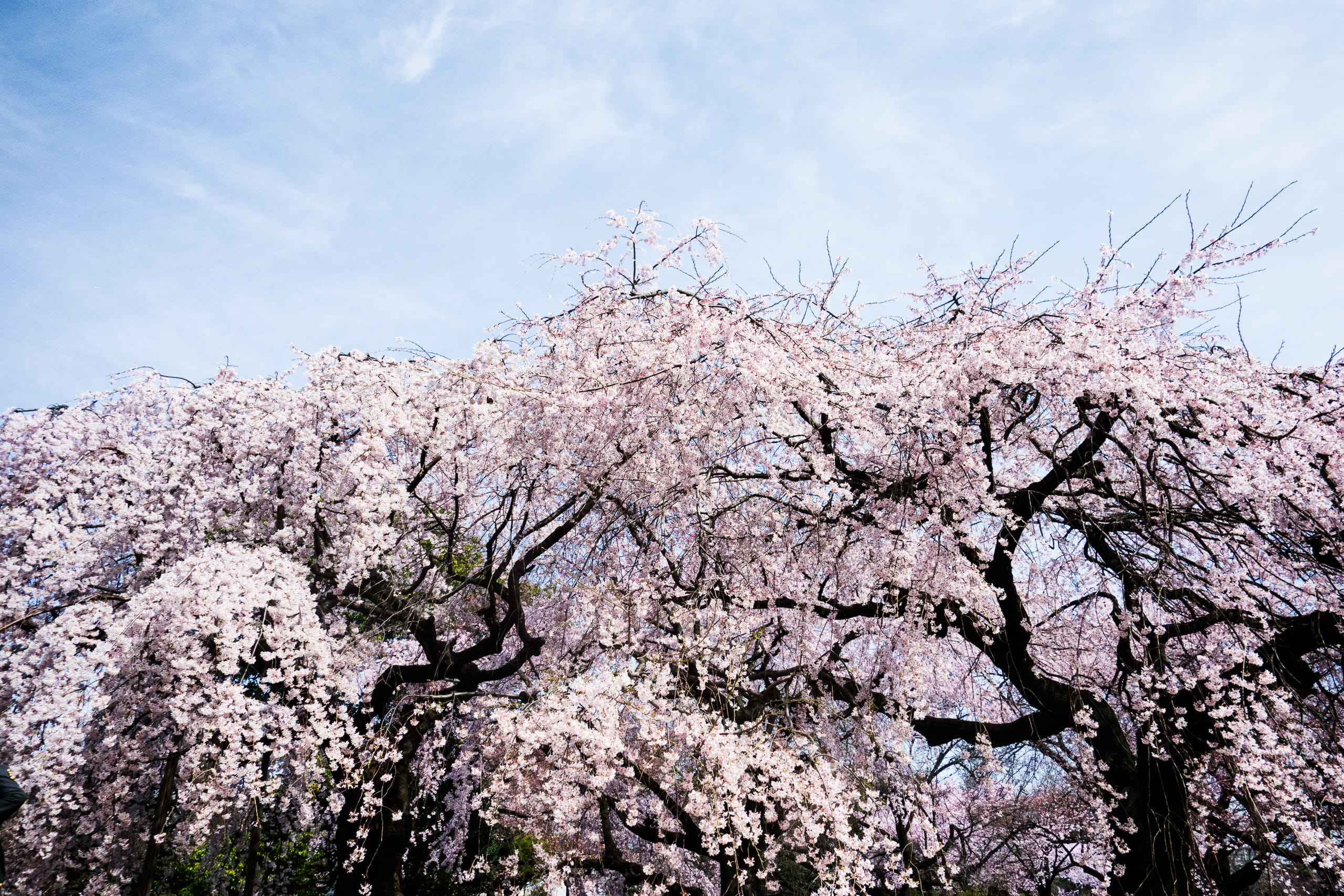 spring, japan, flowering plant, growth, plant, vulnerability, sakura, cherry tree, fragility, no people, tree, beauty in nature, day, shinjuku gyoen national garden, HD Wallpaper