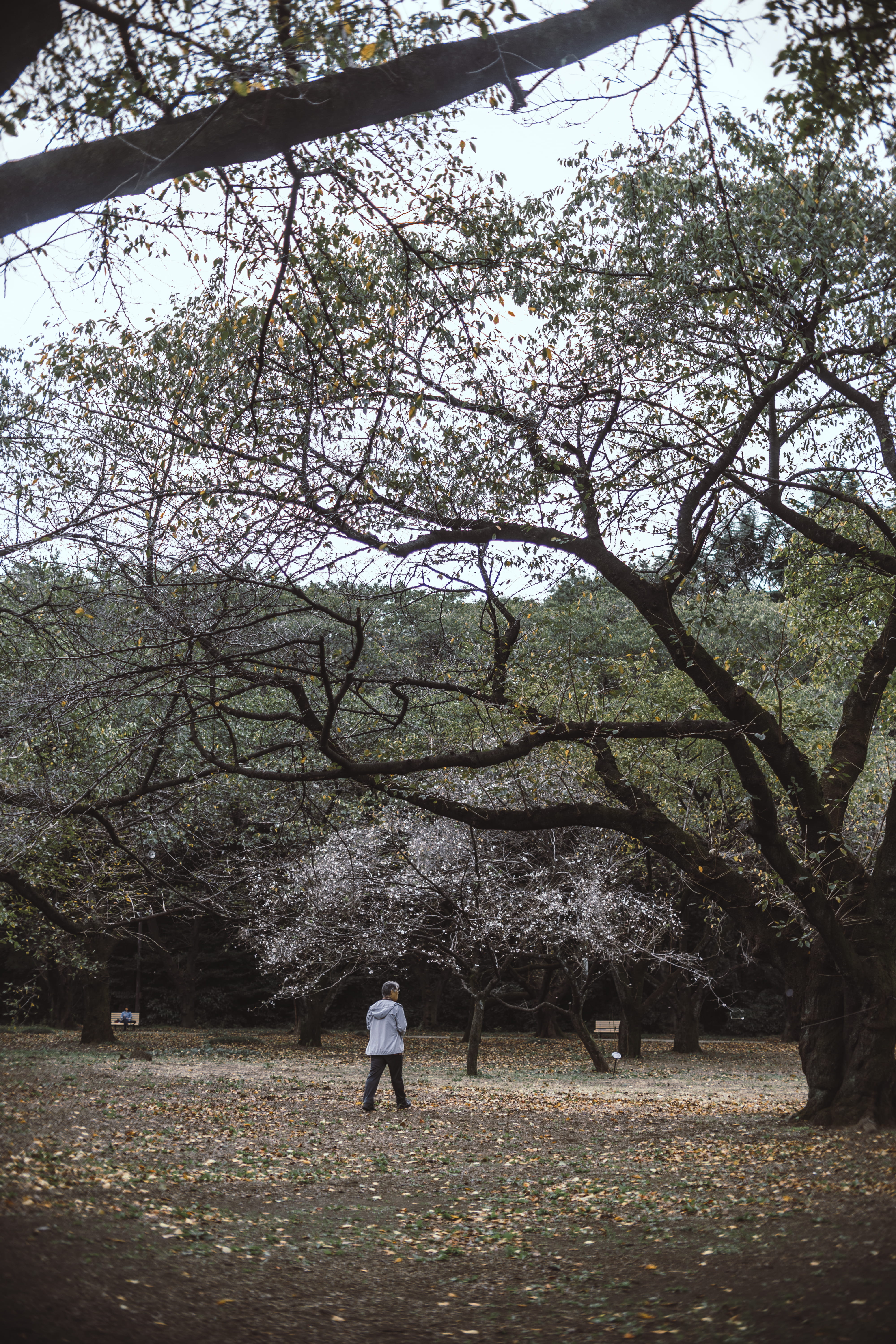lifestyles, tree, branch, leisure activity, beauty in nature, field, shinjuku gyoen national garden, nature, trees, 5K, cherry blossom, rear view, plant, Phone HD Wallpaper