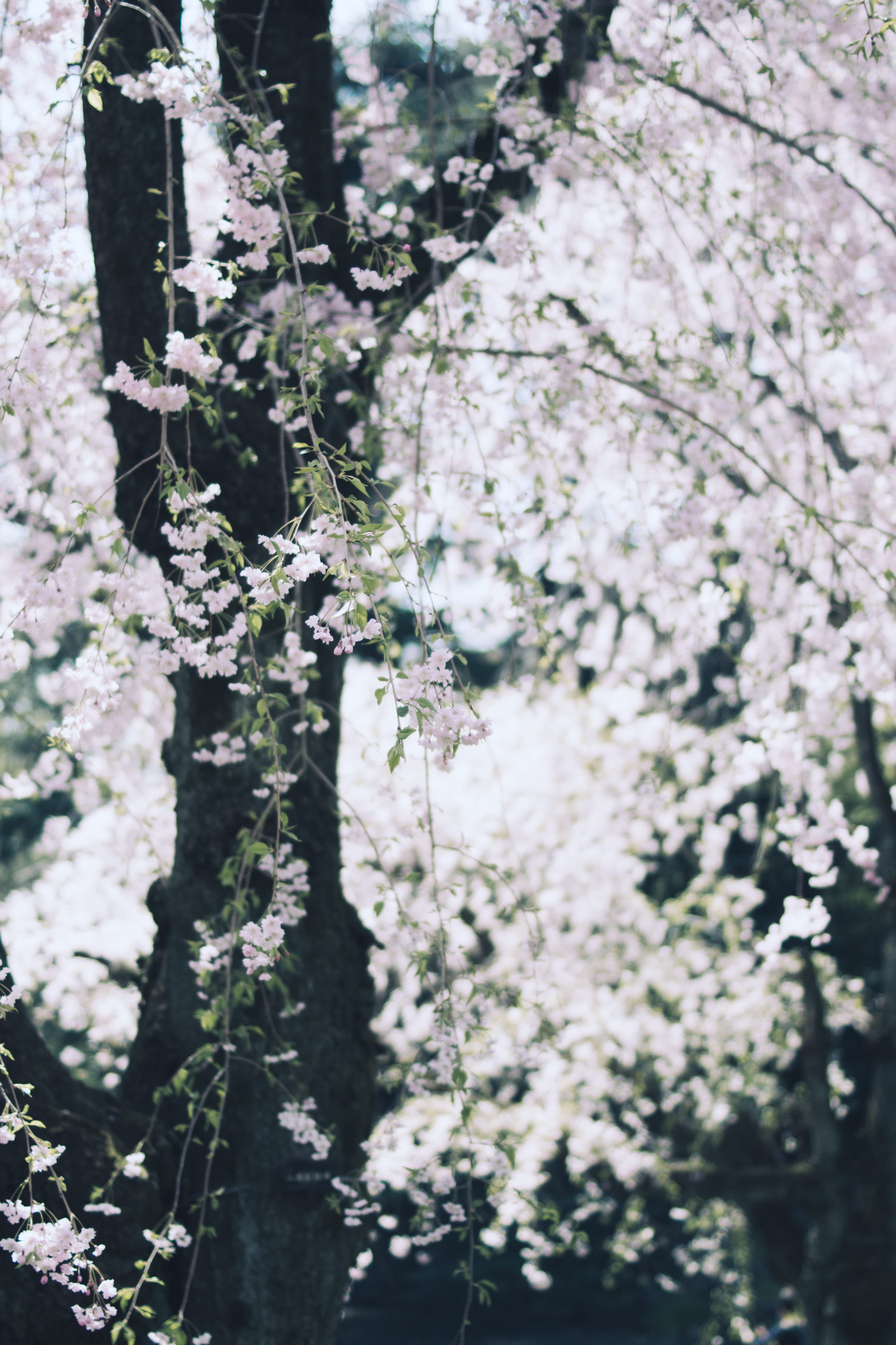 branch, tree, shinjuku gyoen national garden, selective focus, blossom, freshness, no people, spring, flower, white, beauty in nature, fragility, white color, Phone HD Wallpaper