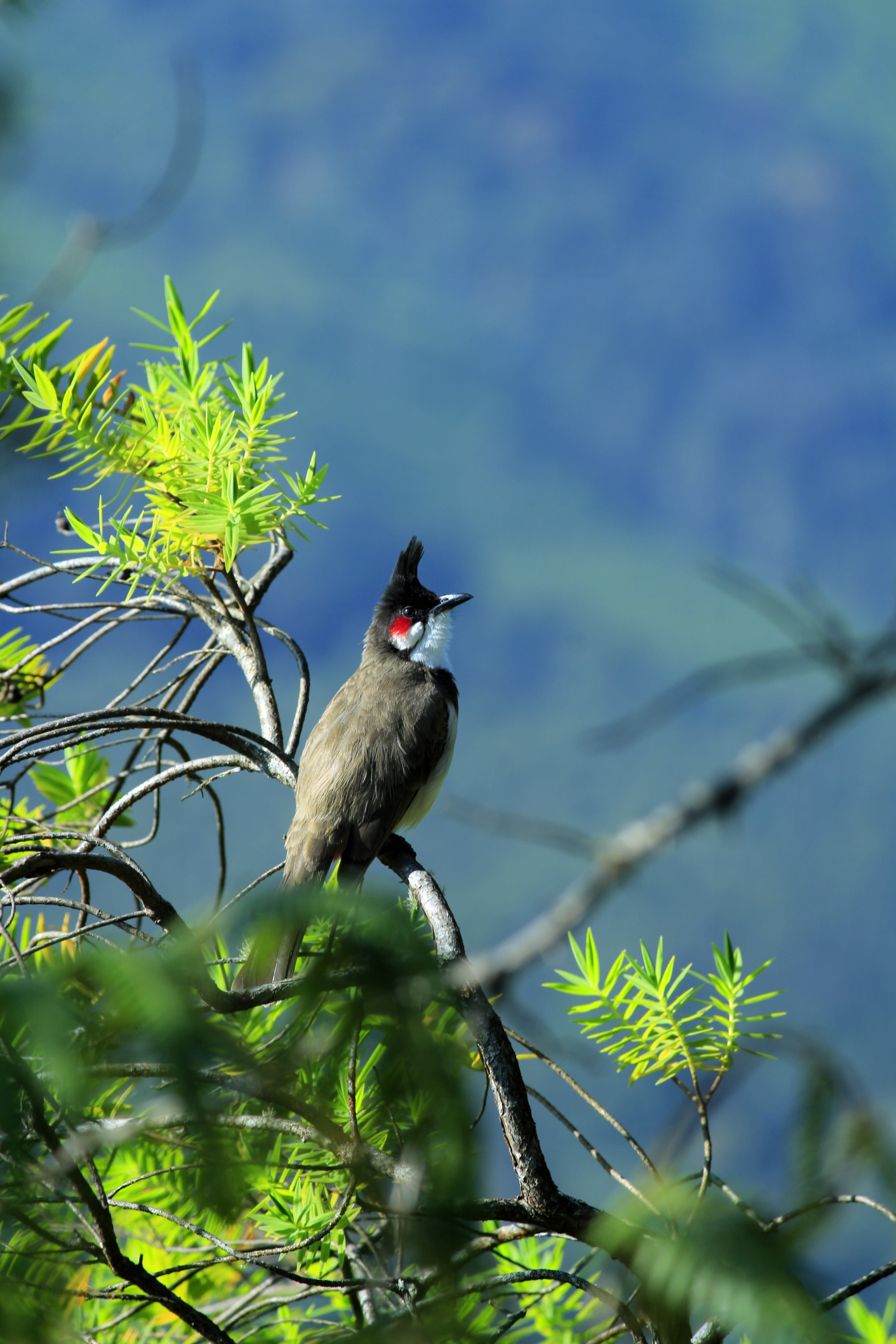 vertebrate, bird, one animal, branch, selective focus, day, animal wildlife, beauty in nature, nature, red, leaf, plant part, plant, tree, bulbul, animal, Phone HD Wallpaper