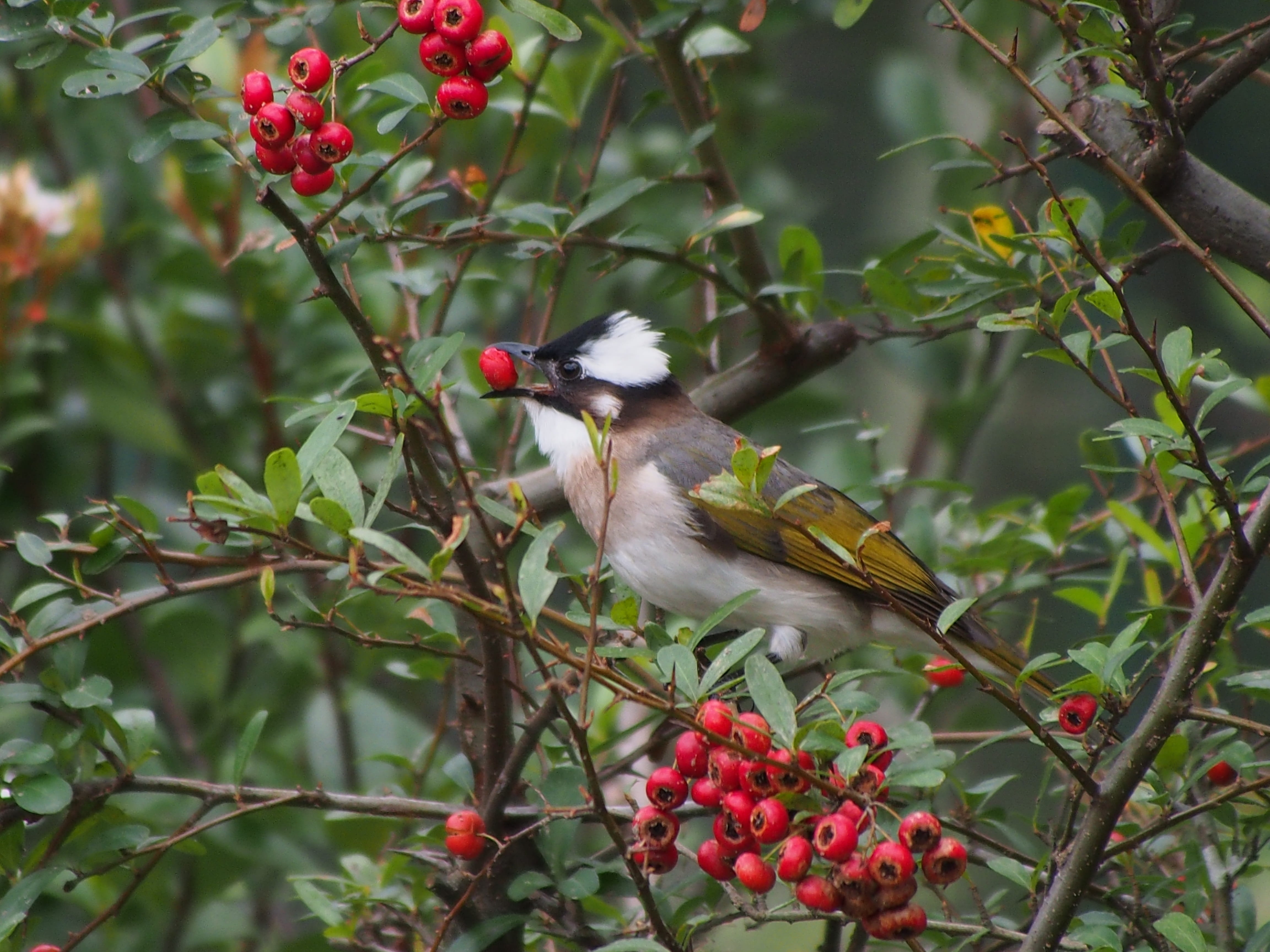 branch, growth, nature, chinese bulbul, perching, red, animal, focus on foreground, outdoors, healthy eating, one animal, animal themes, fruit, day, bird, HD Wallpaper