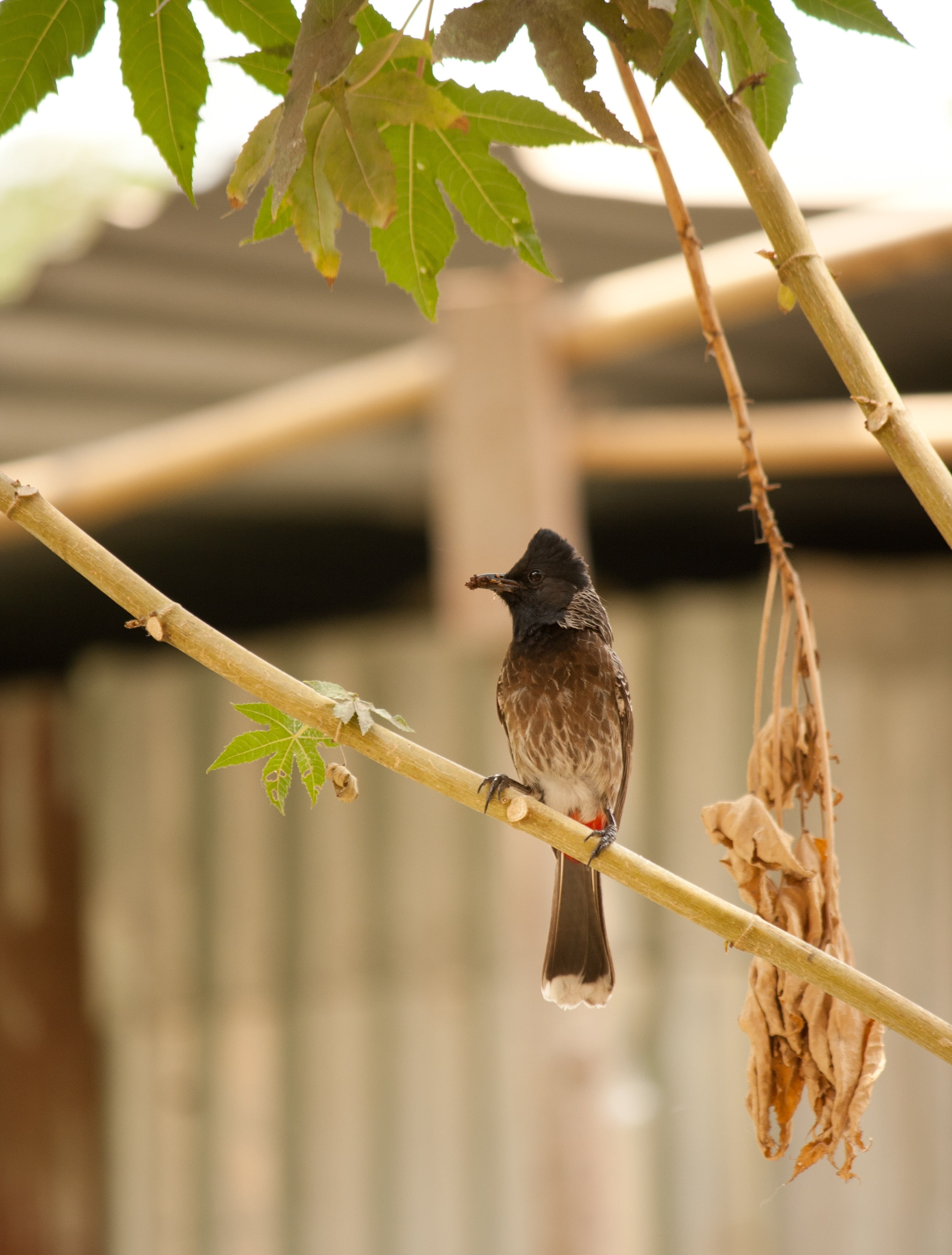 one animal, avian, bulbul, perched, nature, blackbird, close-up, animal, branch, 2K, plant, red-vented, outdoors, fauna, day, plant part, tree, vertebrate, Phone HD Wallpaper