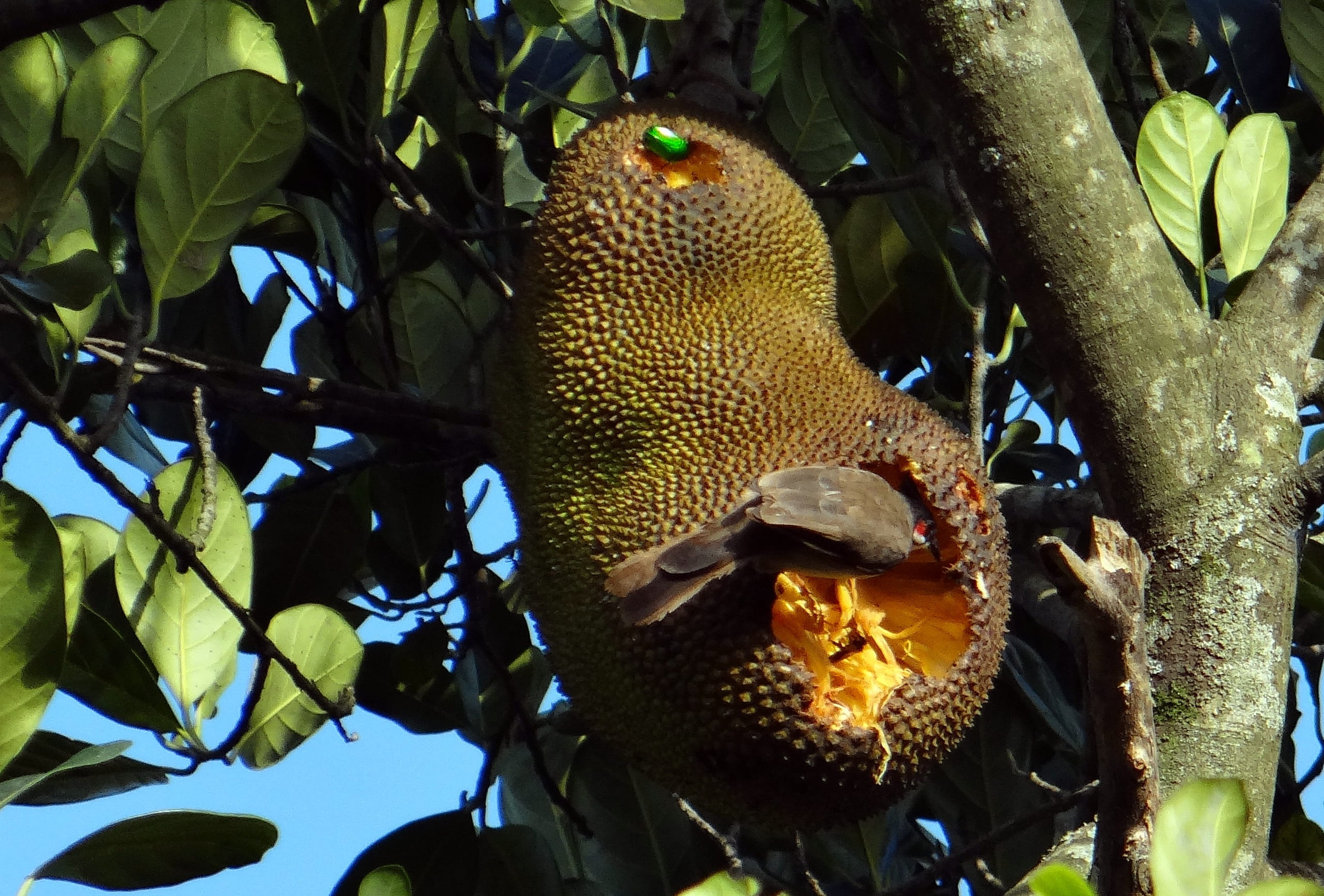 tree, overripe, 2K, outdoors, leaf, undersea, marine, red-whiskered bulbul, Jackfruit, nature, Bird, Fruit Beetle, no people, animal, animal themes, animals in the wild, HD Wallpaper