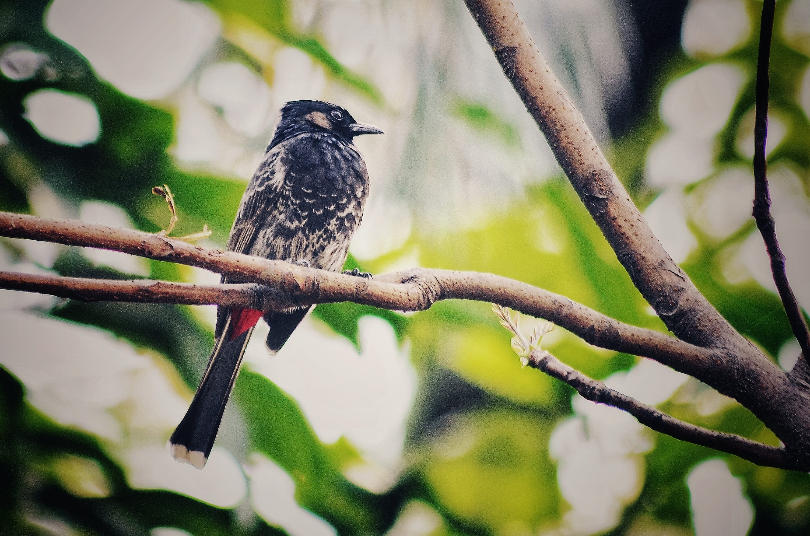 natural, selective focus, no people, focus on foreground, beauty in nature, bulbul, nature, bird, on the tree, close-up, vertebrate, outdoors, plant, animals in the wild, HD Wallpaper