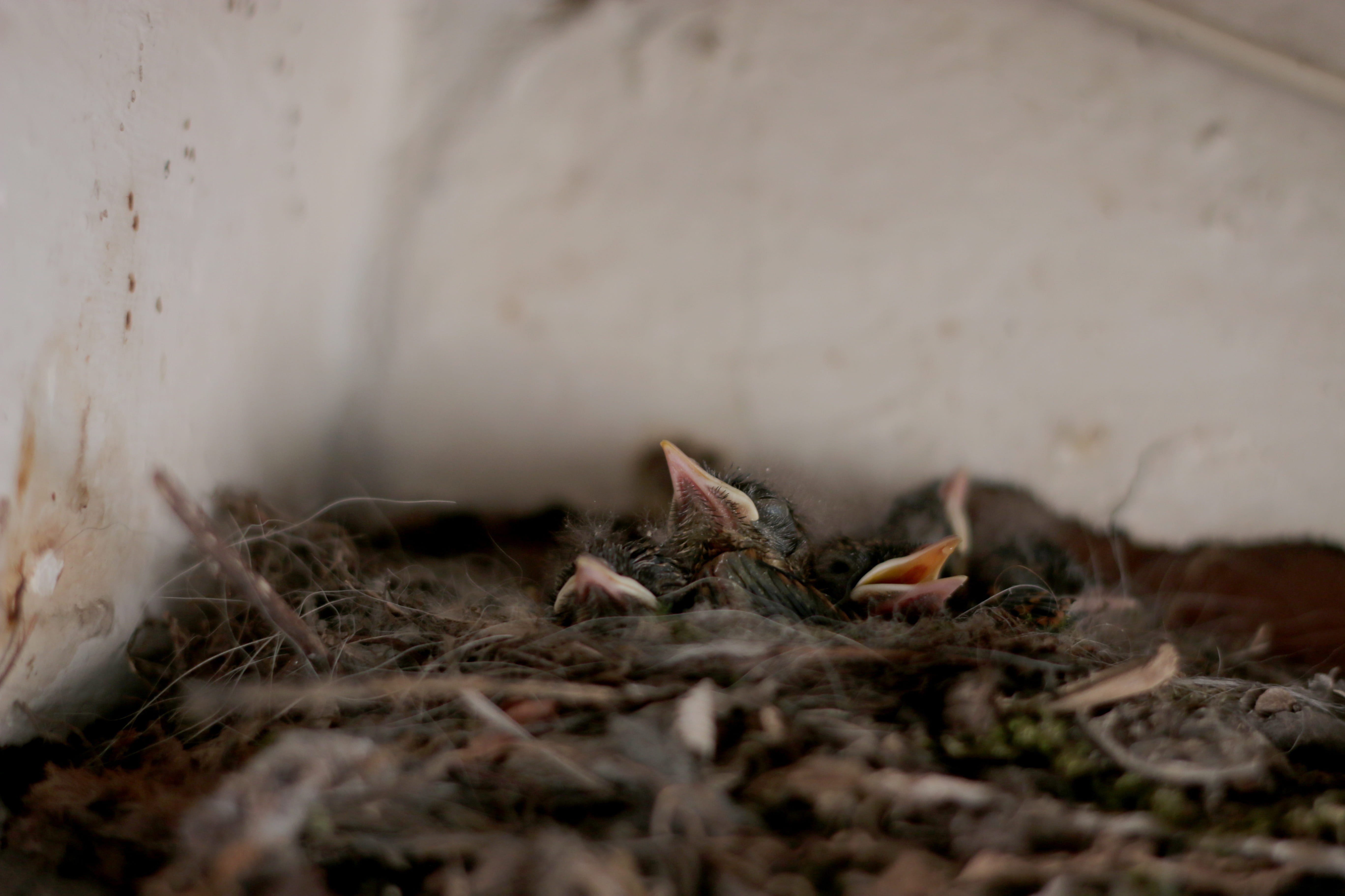 fragility, surface level, group of animals, selective focus, animal, direct foil copper, nature, animal nest, baby bird, dirt, no people, plant, land, animal wildlife, HD Wallpaper