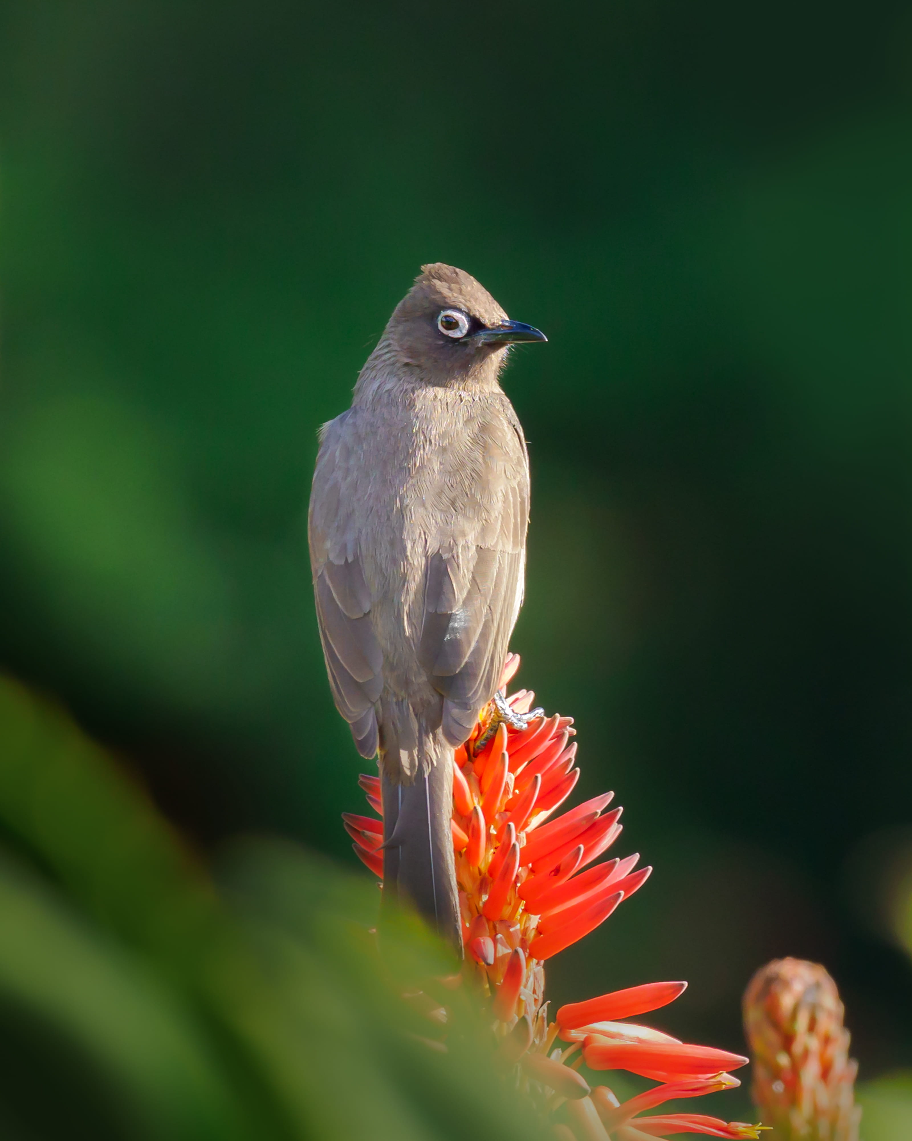 selective focus, animal wildlife, flower head, robin, no people, feathers, hummingbird, flowering plant, animal, small, brown, animals in the wild, garden, Phone HD Wallpaper