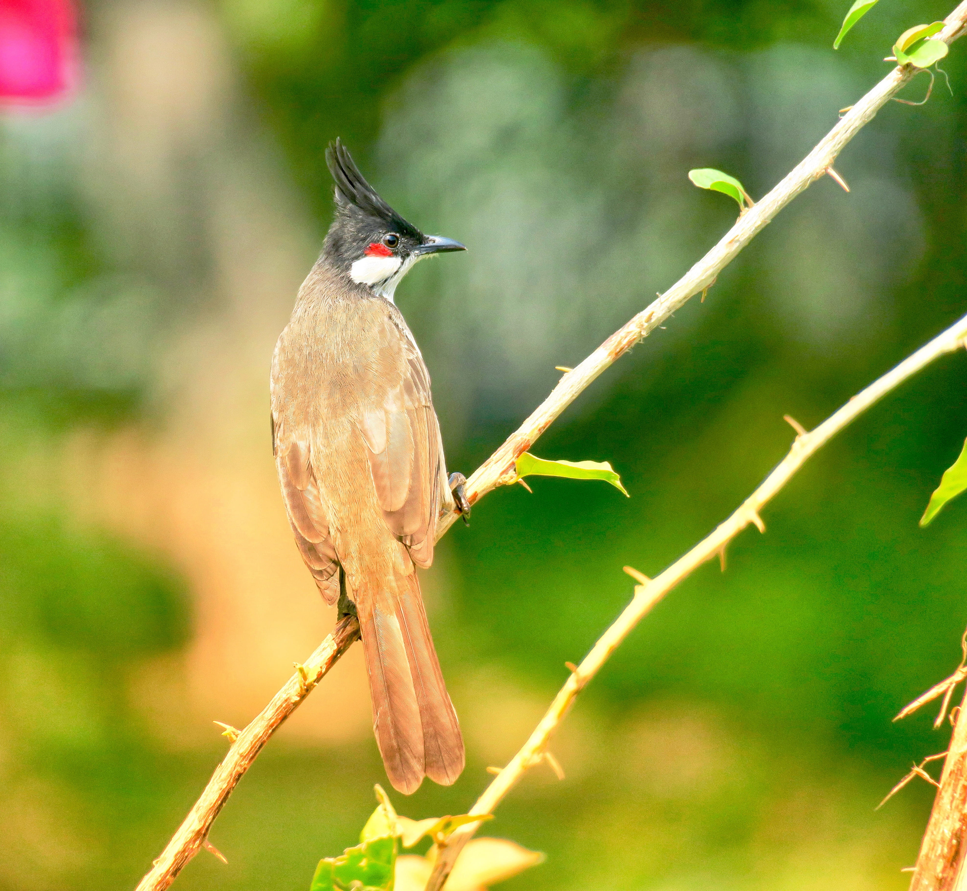 no people, nature, beautiful, outdoor, tropical, bird, park, plant, hummingbird, beauty in nature, animal wildlife, perching, day, wildlife, tree, feather, HD Wallpaper