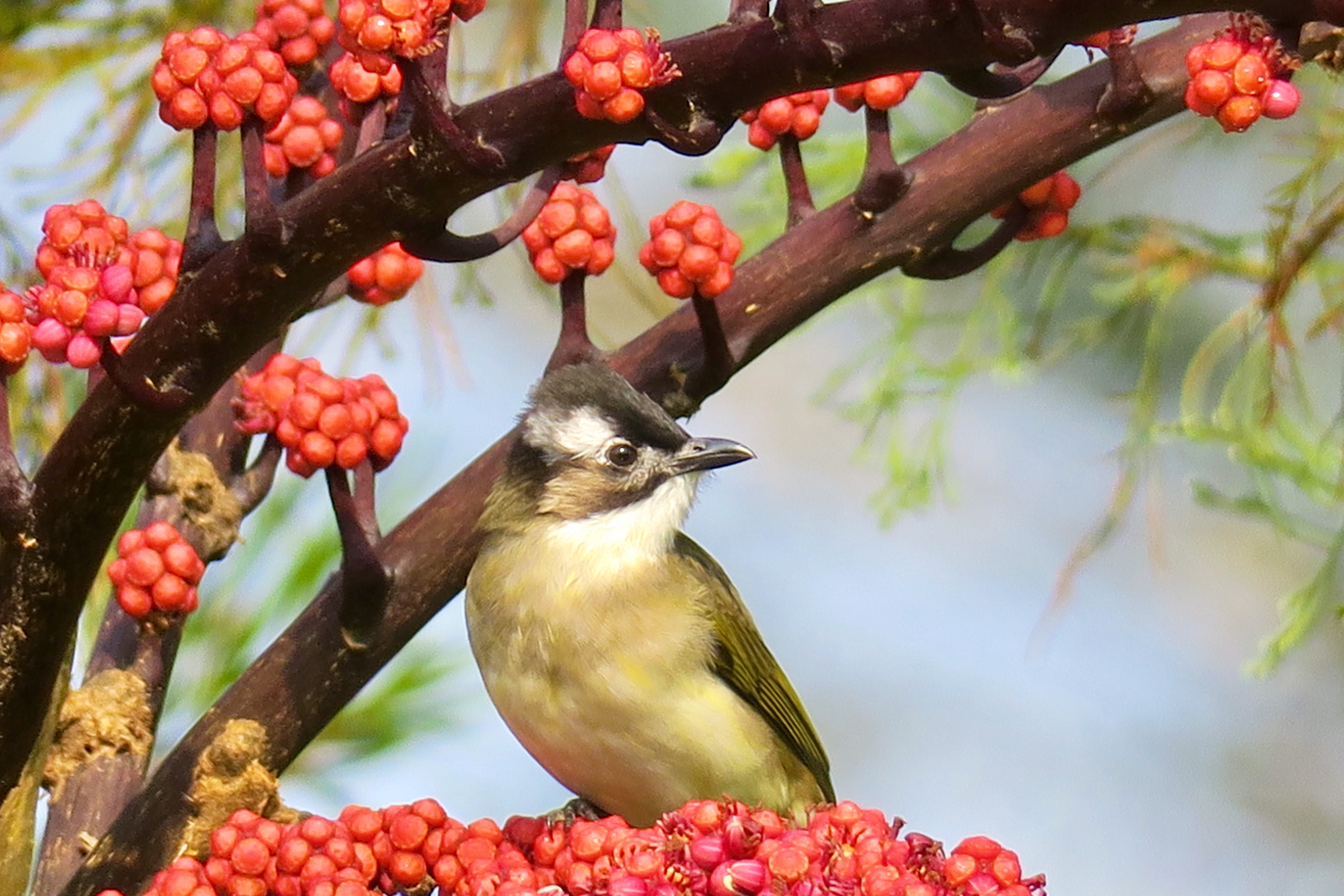 plant, vertebrate, healthy eating, nature, berry fruit, fruit, close-up, branch, day, outdoor, perching, no people, 5K, tree, waters, food, animal themes, HD Wallpaper