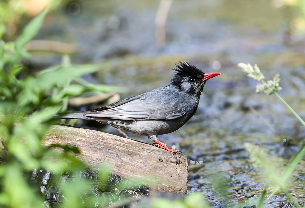 bulbul, wildlife, 480P, small, feather, animal, bird, outdoors, black, wood, nature, grey, beak, brown, HD Wallpaper