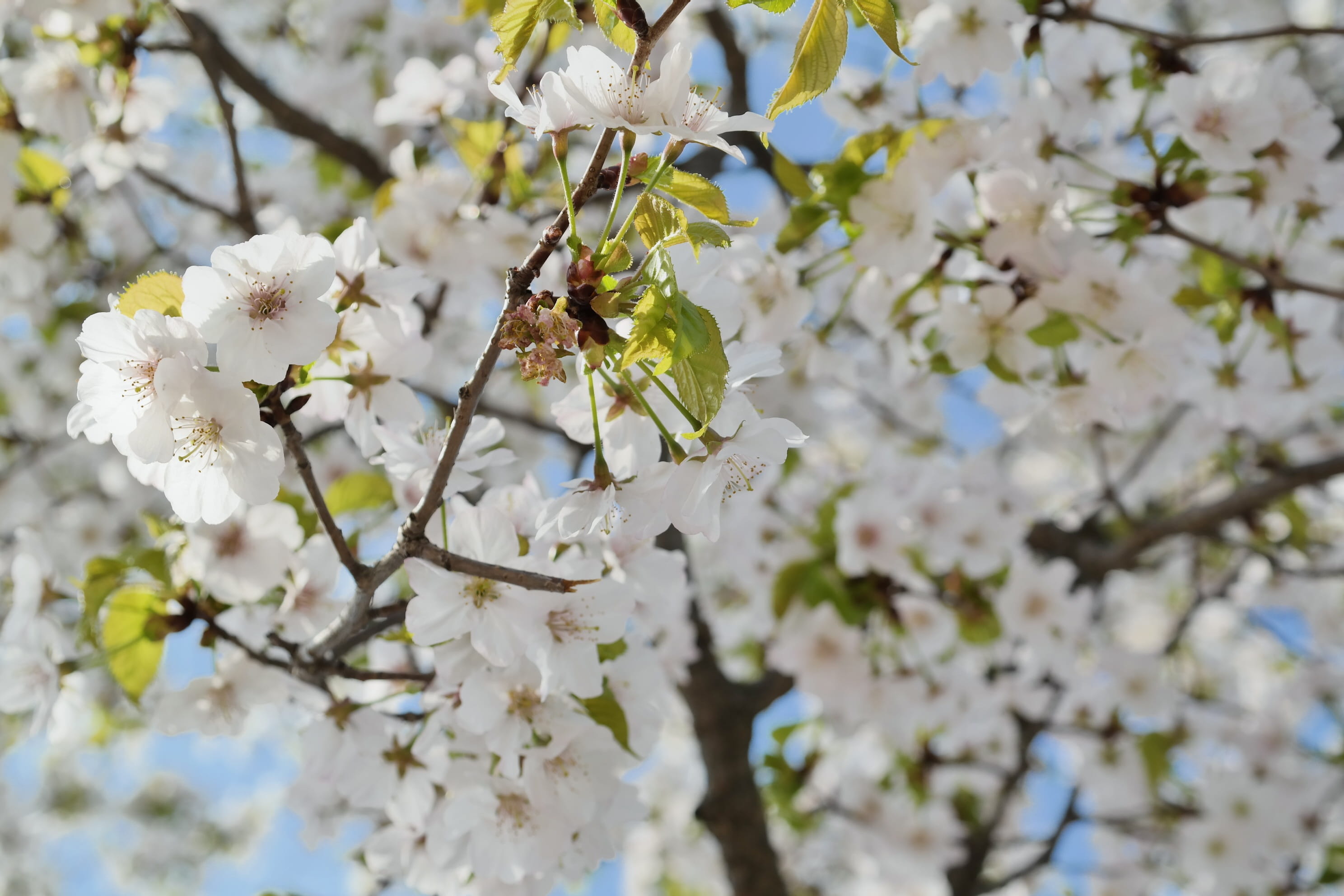 blossom, beauty, sakura, flower head, no people, tree, blue sky, pink, landscape, growth, close-up, beautiful, fragility, nature, plant, wood, vulnerability, HD Wallpaper