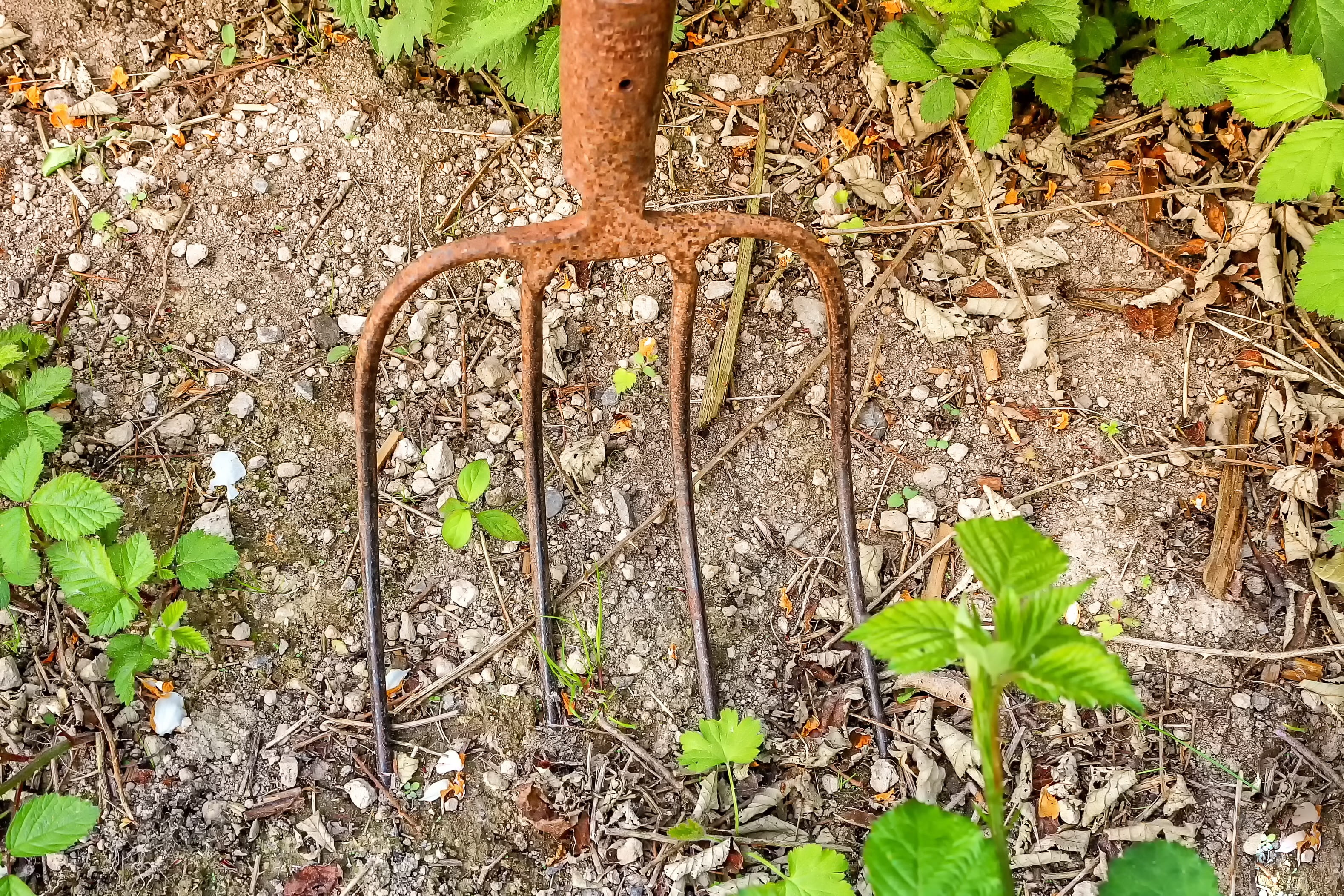 leaf, pitchfork, leaves, land, rusty, plant, field, green, garden, high angle view, close-up, growth, 2K, work, day, digging around, forest, tine, gardening, HD Wallpaper