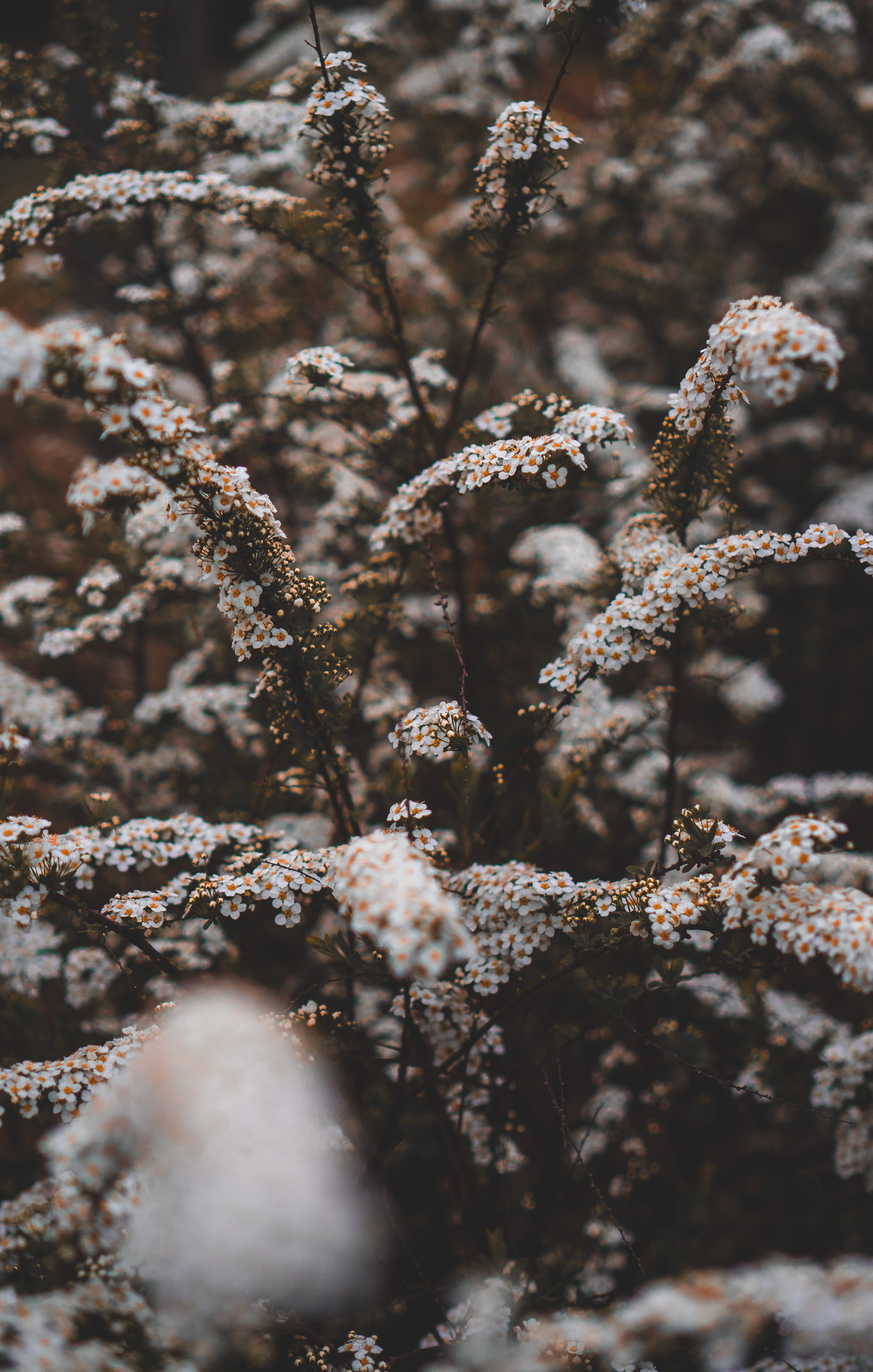 sprout, plant, pollen, blossom, petal, ice, no people, winter, flowers, abies, nature, frozen, fragility, flowering plant, day, growth, lichen, cold temperature, Phone HD Wallpaper