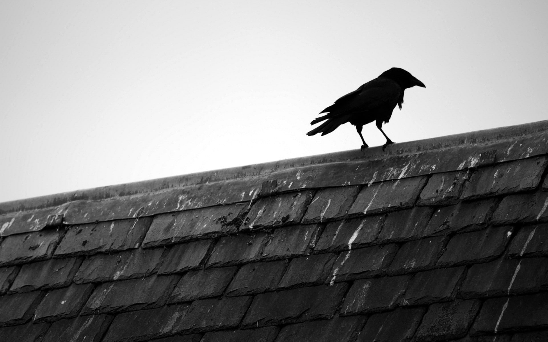1080P, monochrome, raven, animals, birds, house, rooftops, crow, HD Wallpaper
