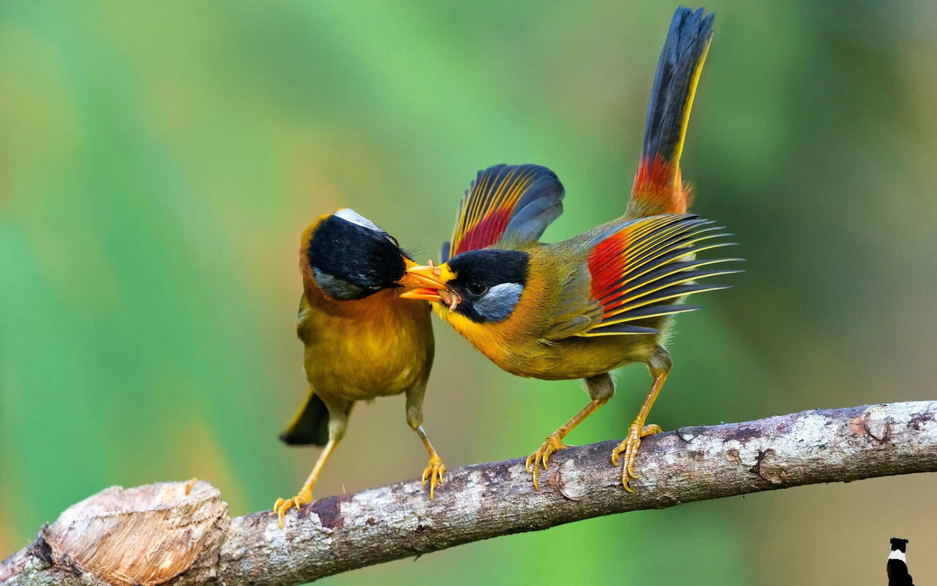 two, yellow, red, 1080P, green, feather, food, sharing, birds, bird, HD Wallpaper