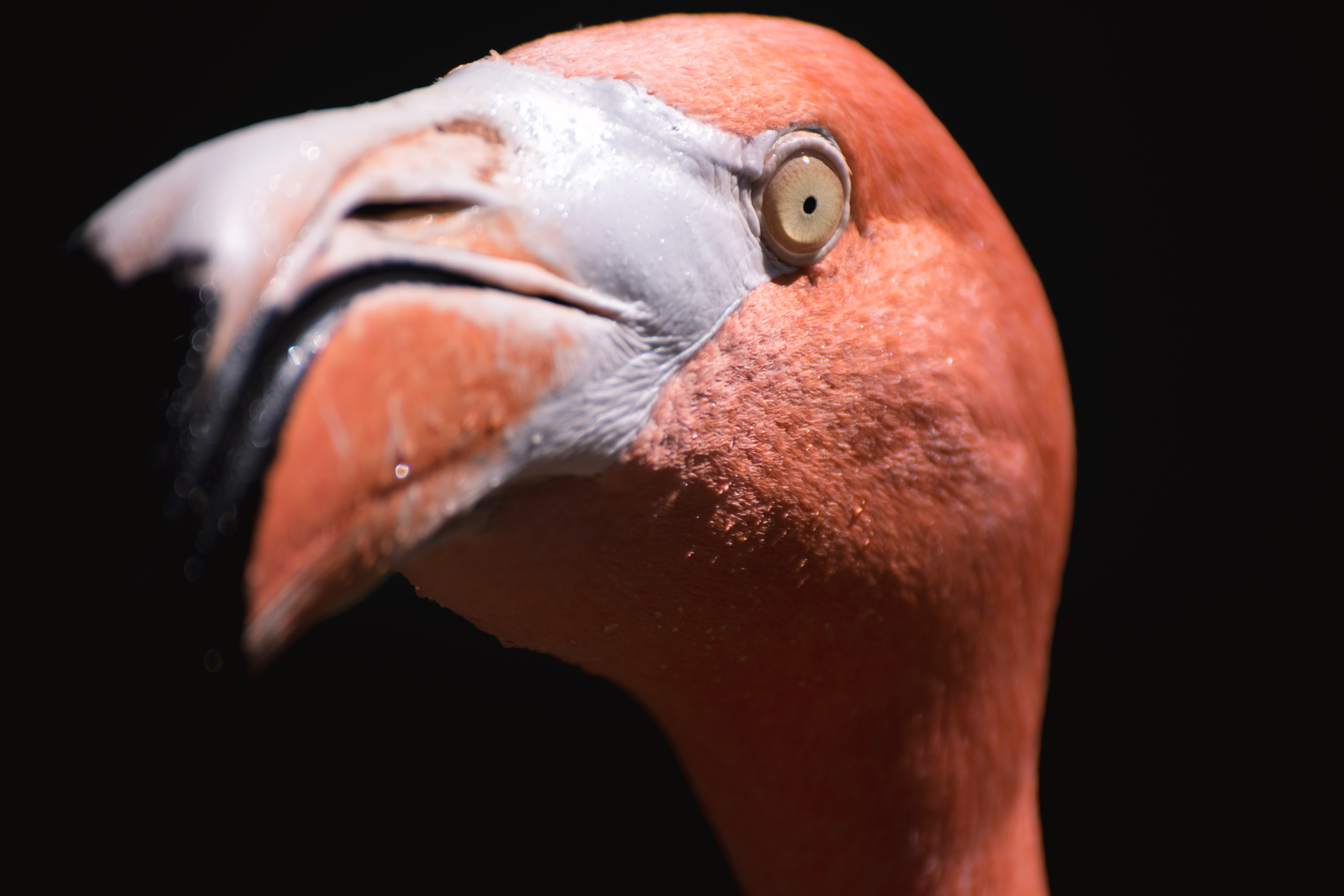 no people, photography, bird, water, pink, animals in the wild, macro, vertebrate, animal wildlife, animal themes, animal body part, black background, flamingo, HD Wallpaper