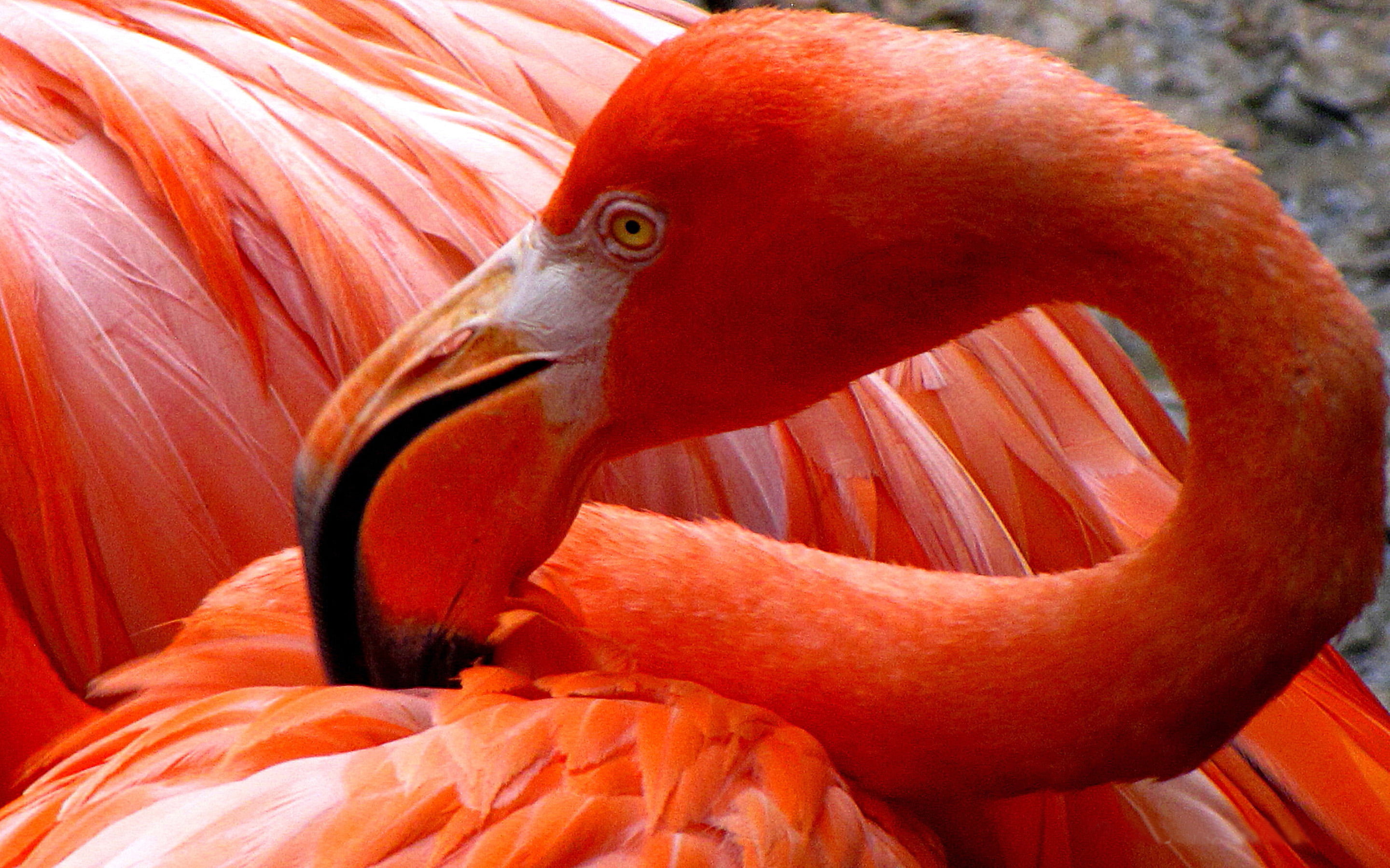 vertebrate, feather, animal, desktop, red, mobile, animal wildlife, hd, day, preening, outdoors, animal eye, laptops, animal head, 2K, close-up, HD Wallpaper